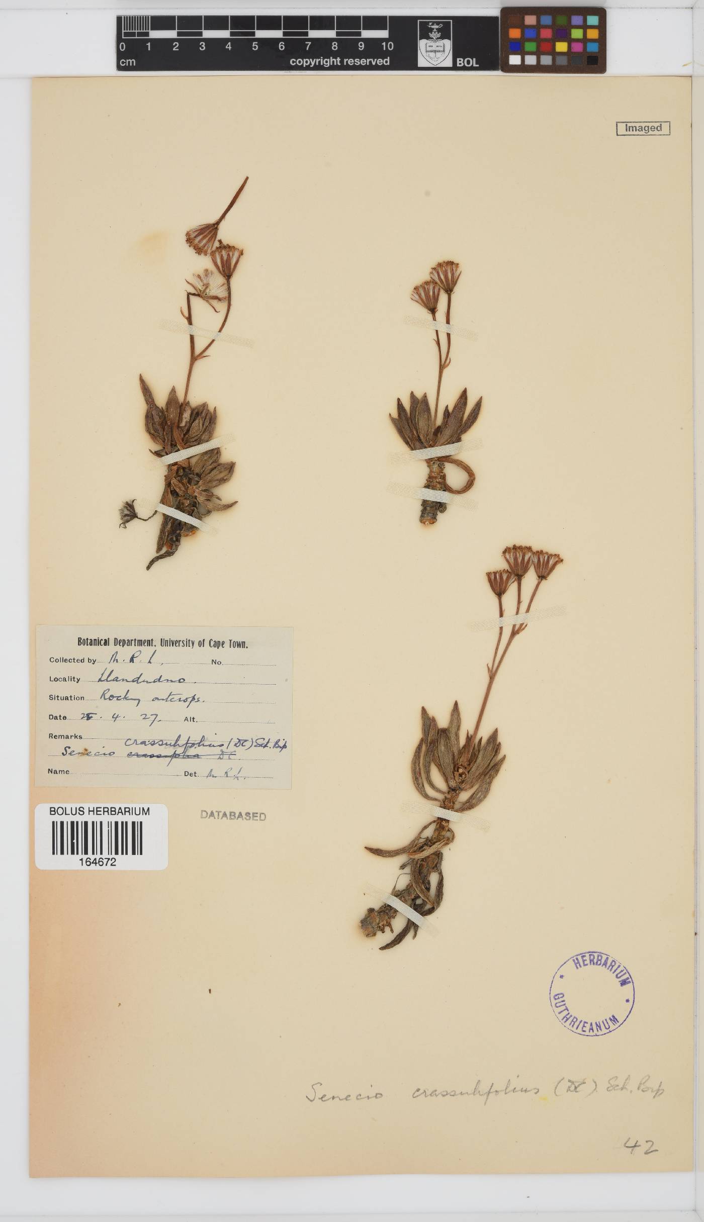 Curio image