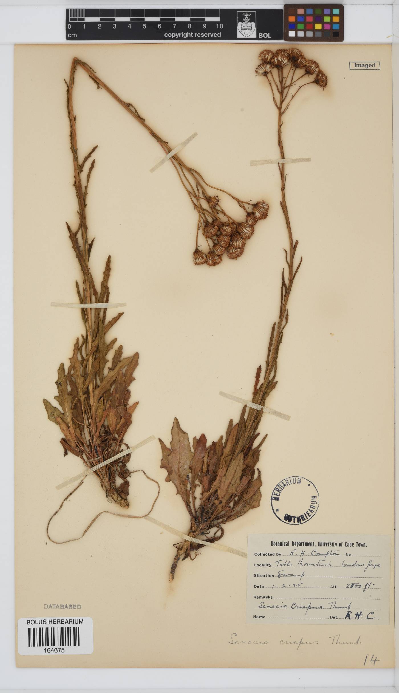 Senecio crispus image