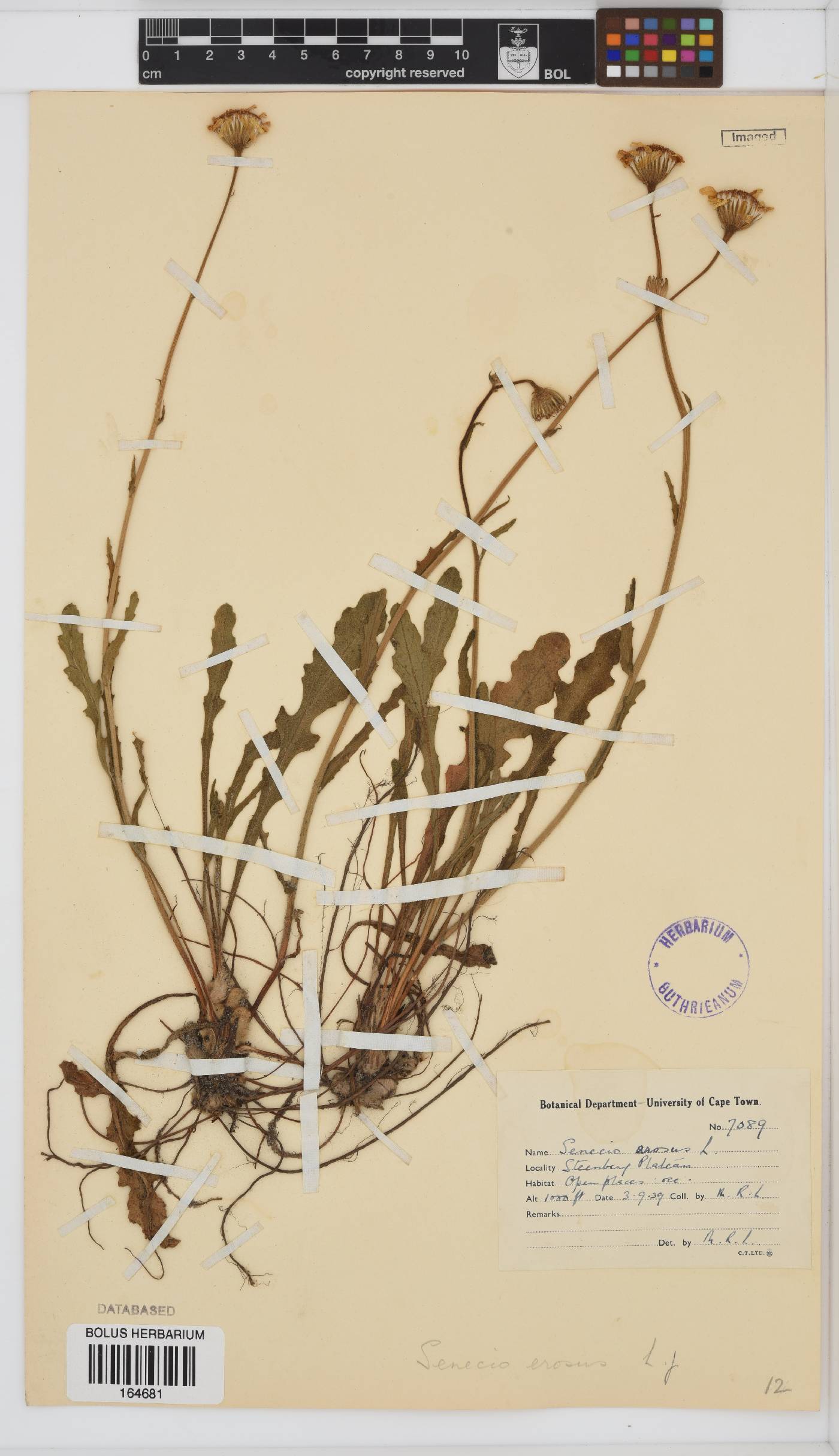 Senecio erosus image
