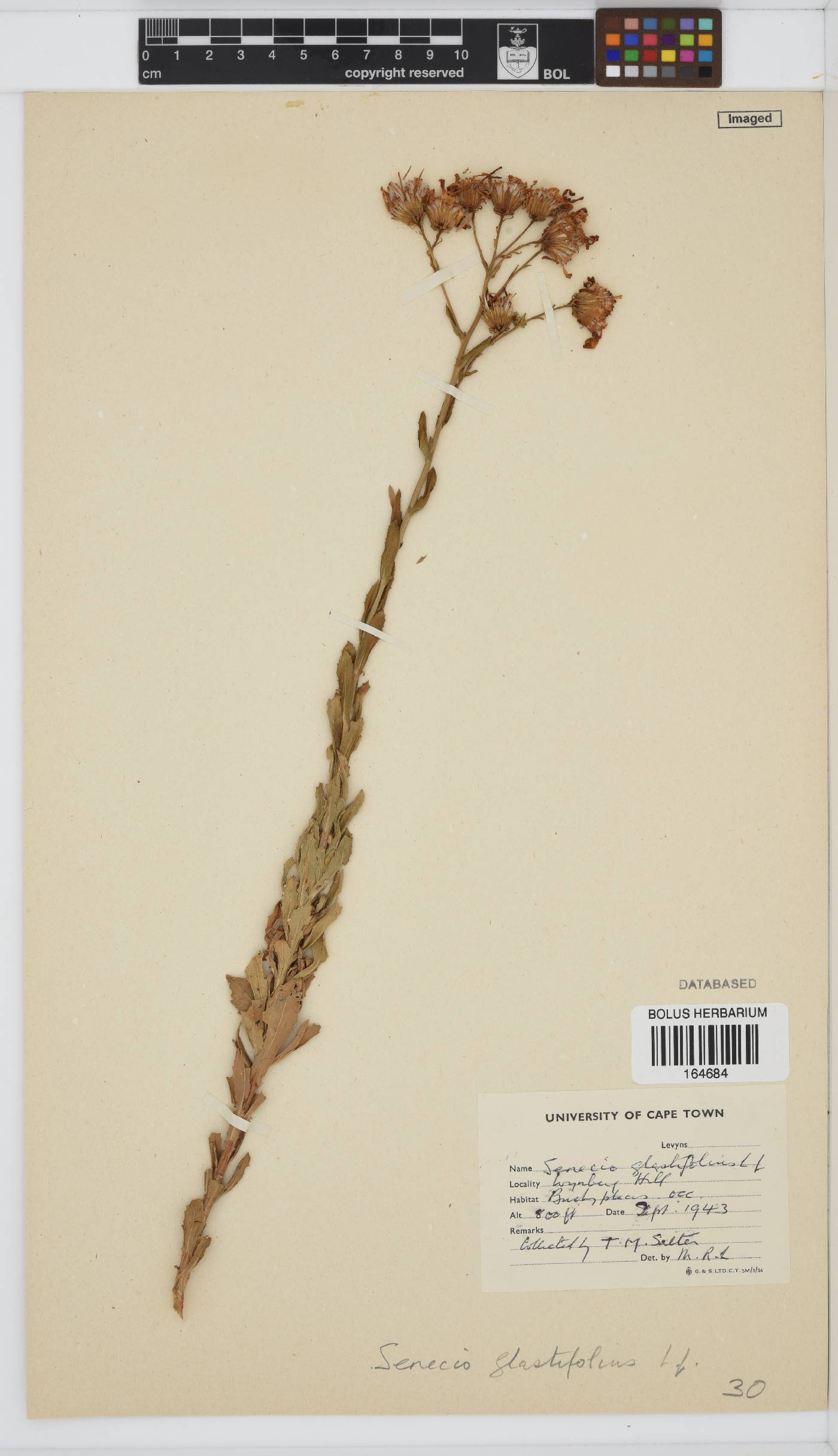 Senecio glastifolius image