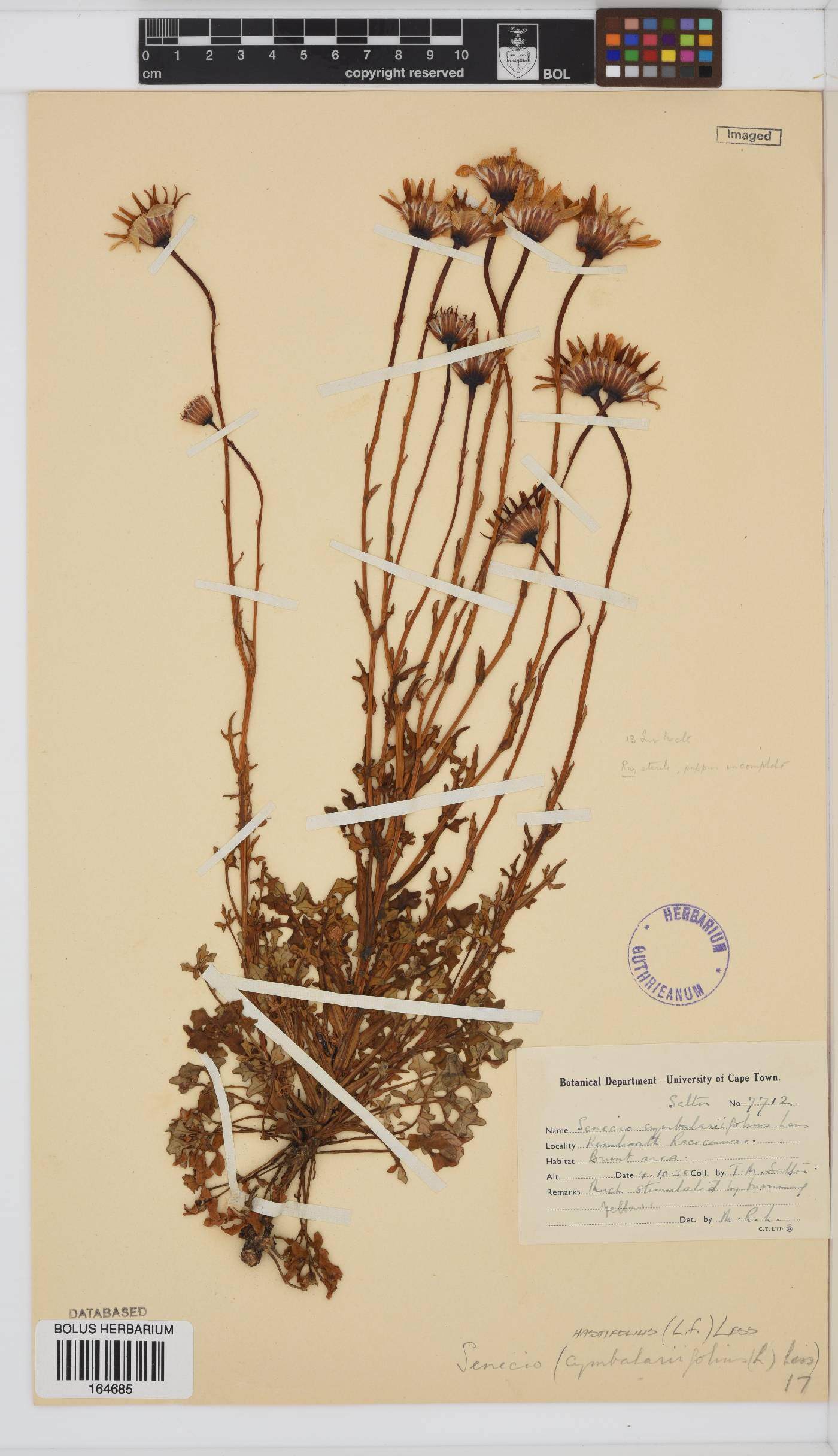 Senecio hastifolius image