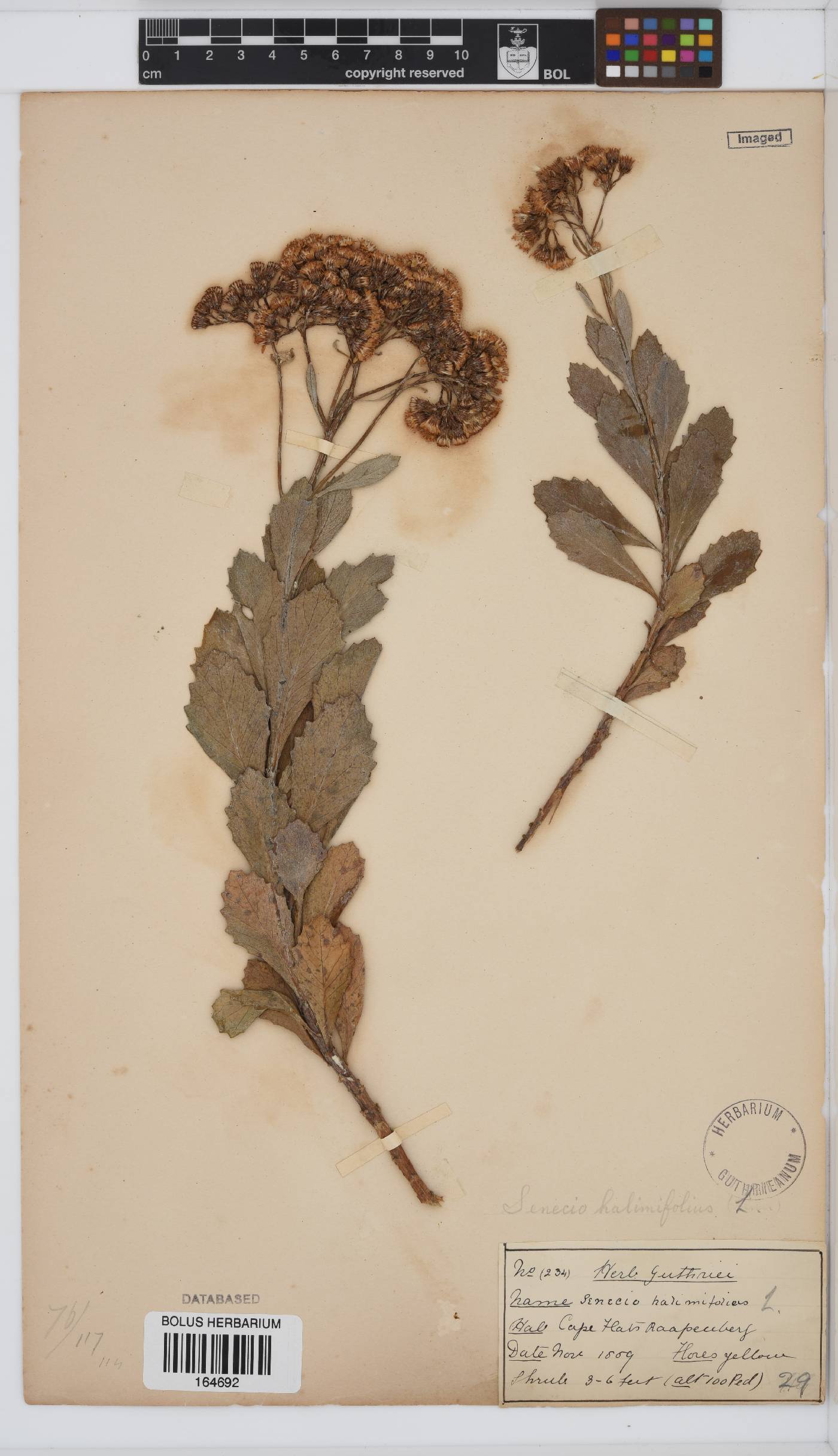 Senecio halimifolius image