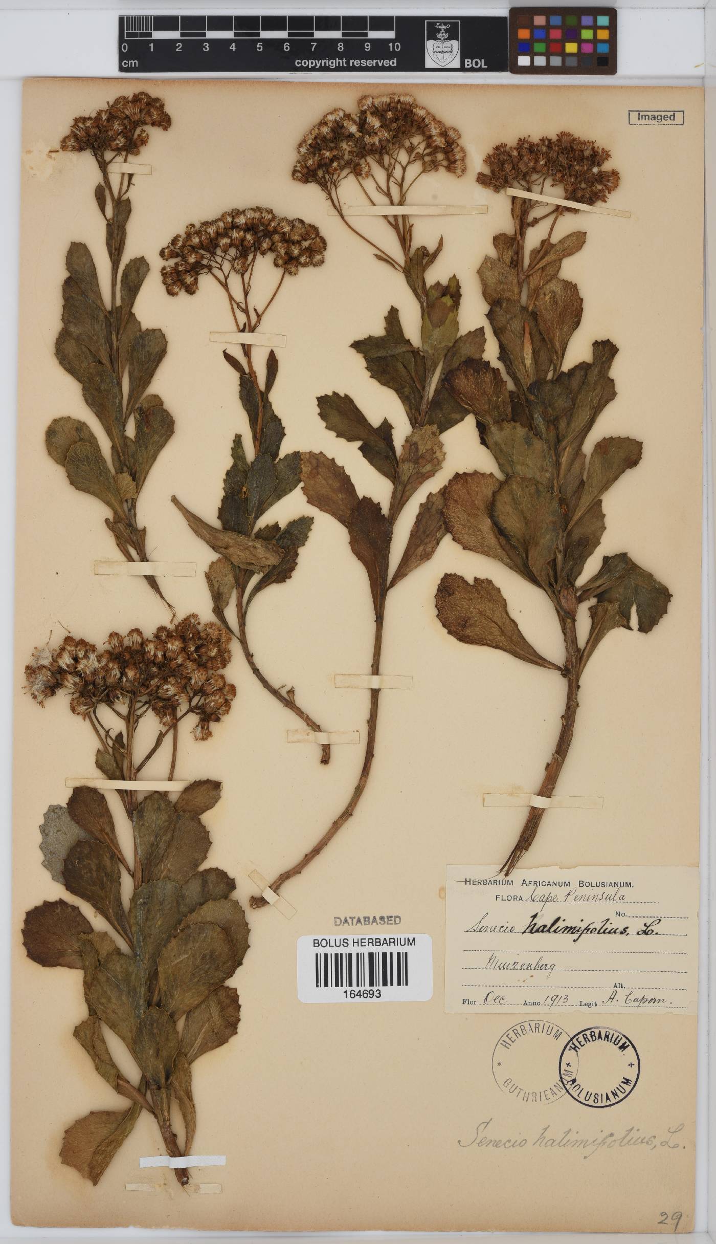 Senecio halimifolius image