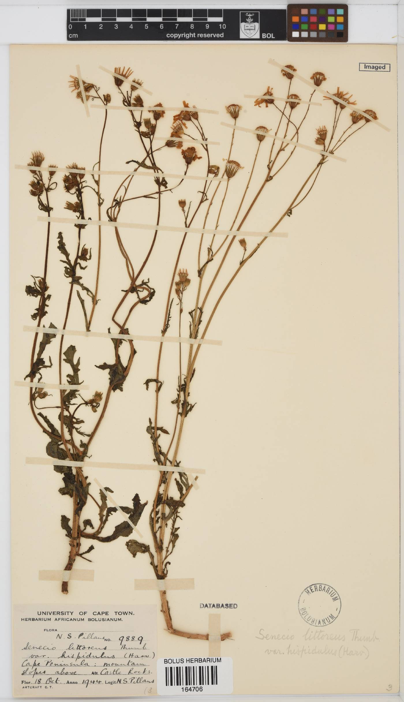 Senecio littoreus var. hispidulus image