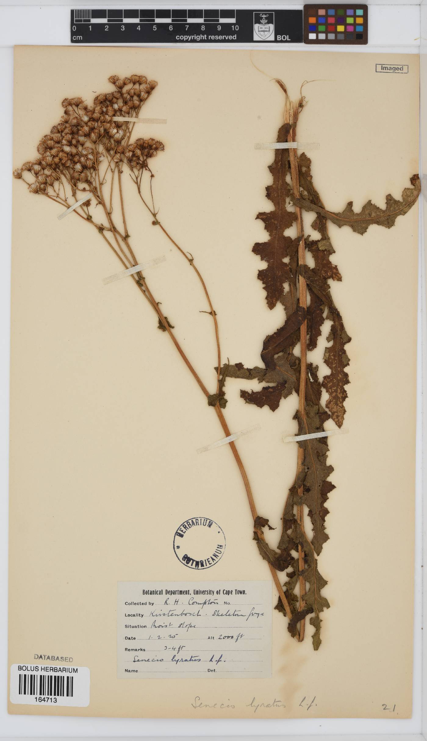 Senecio anapetes image