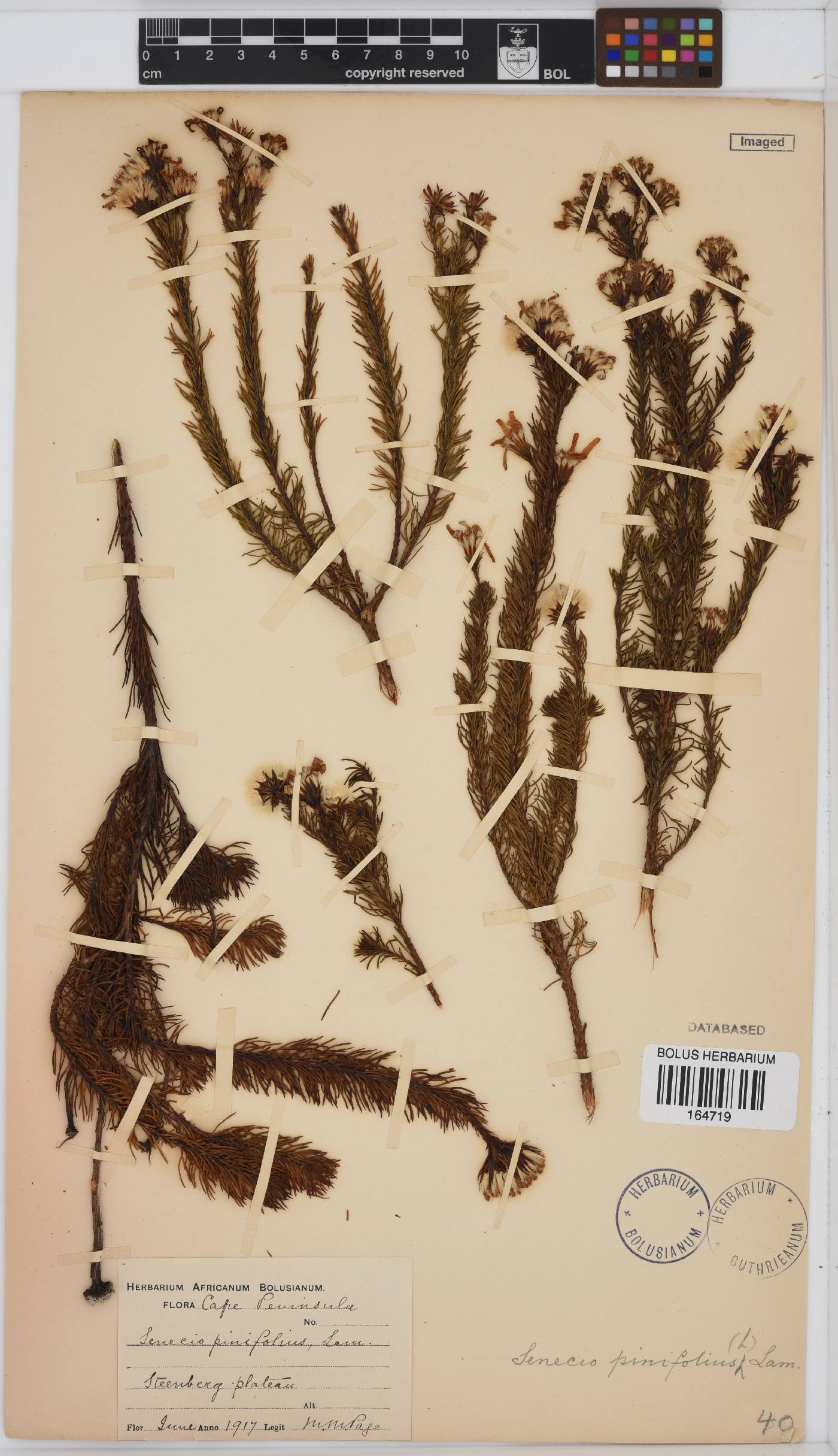 Senecio pinifolius image