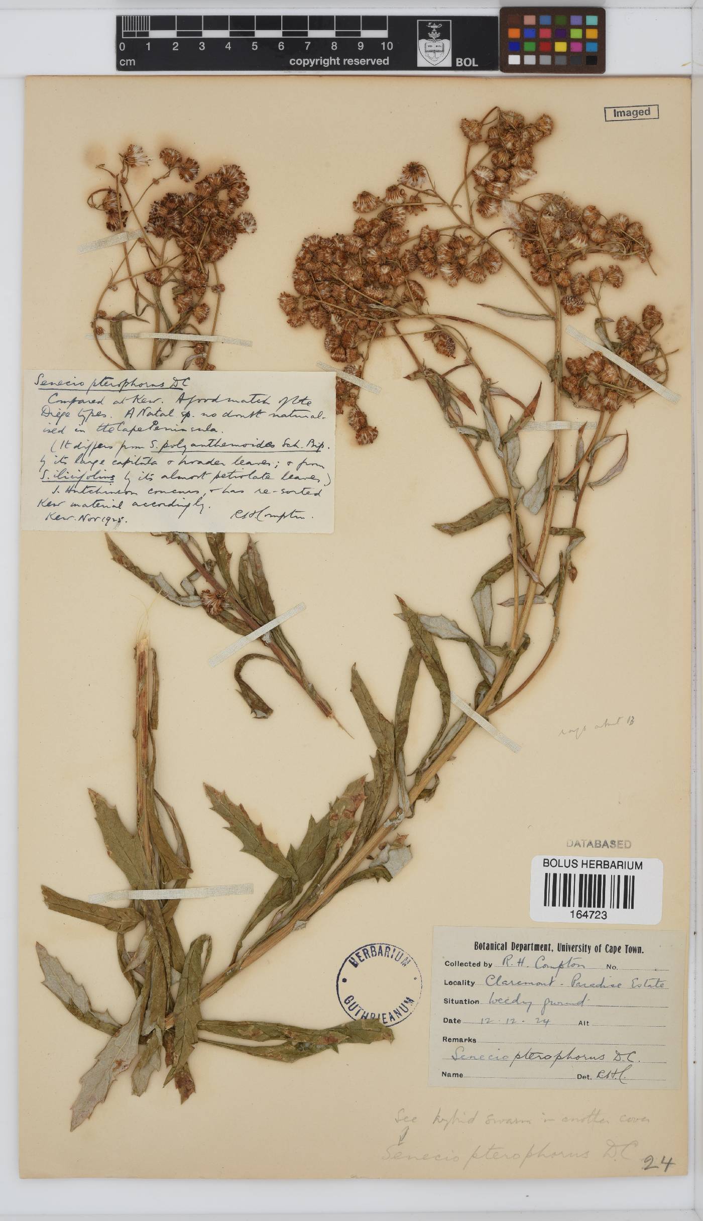Senecio pterophorus image