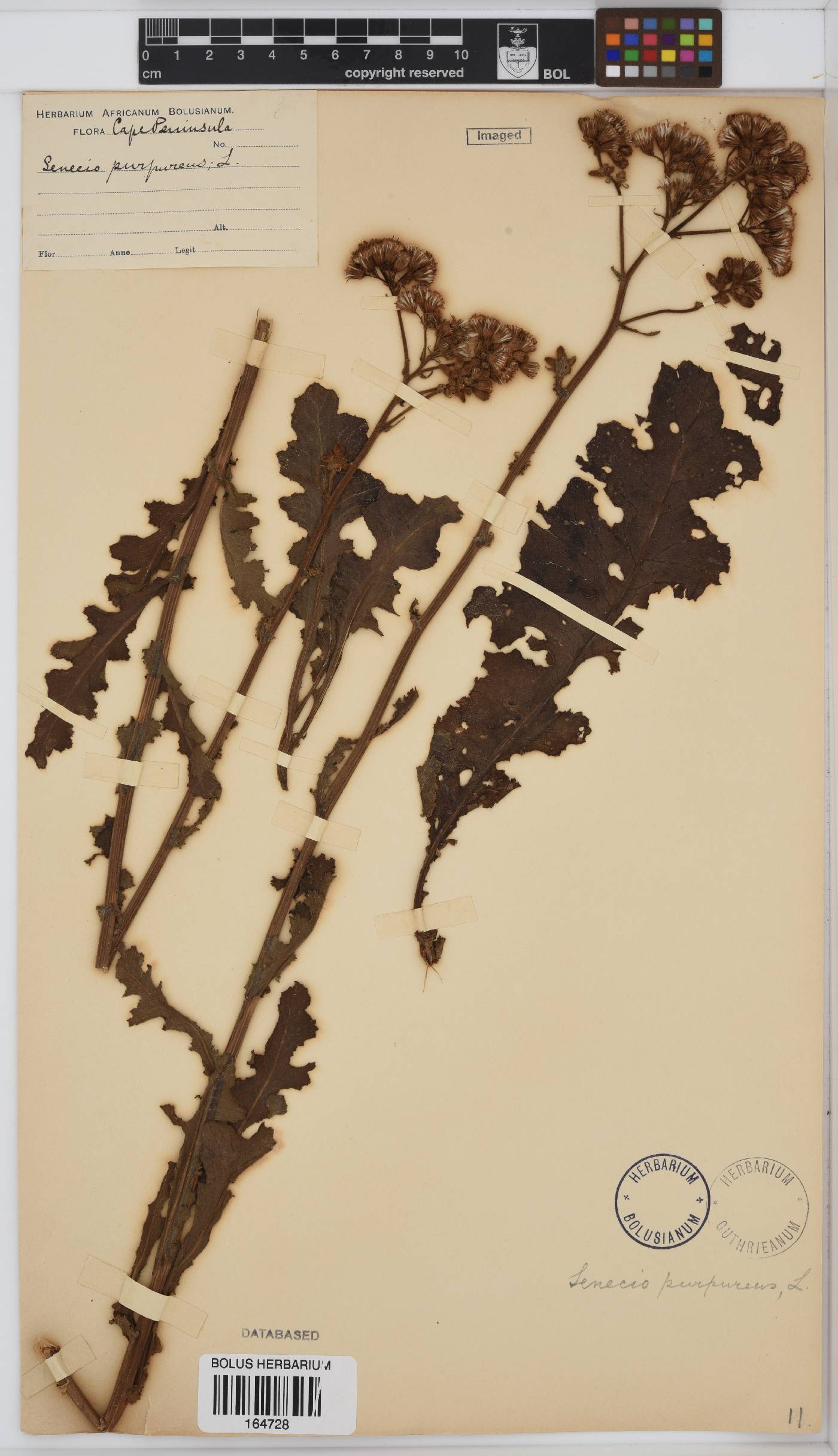 Senecio purpureus image
