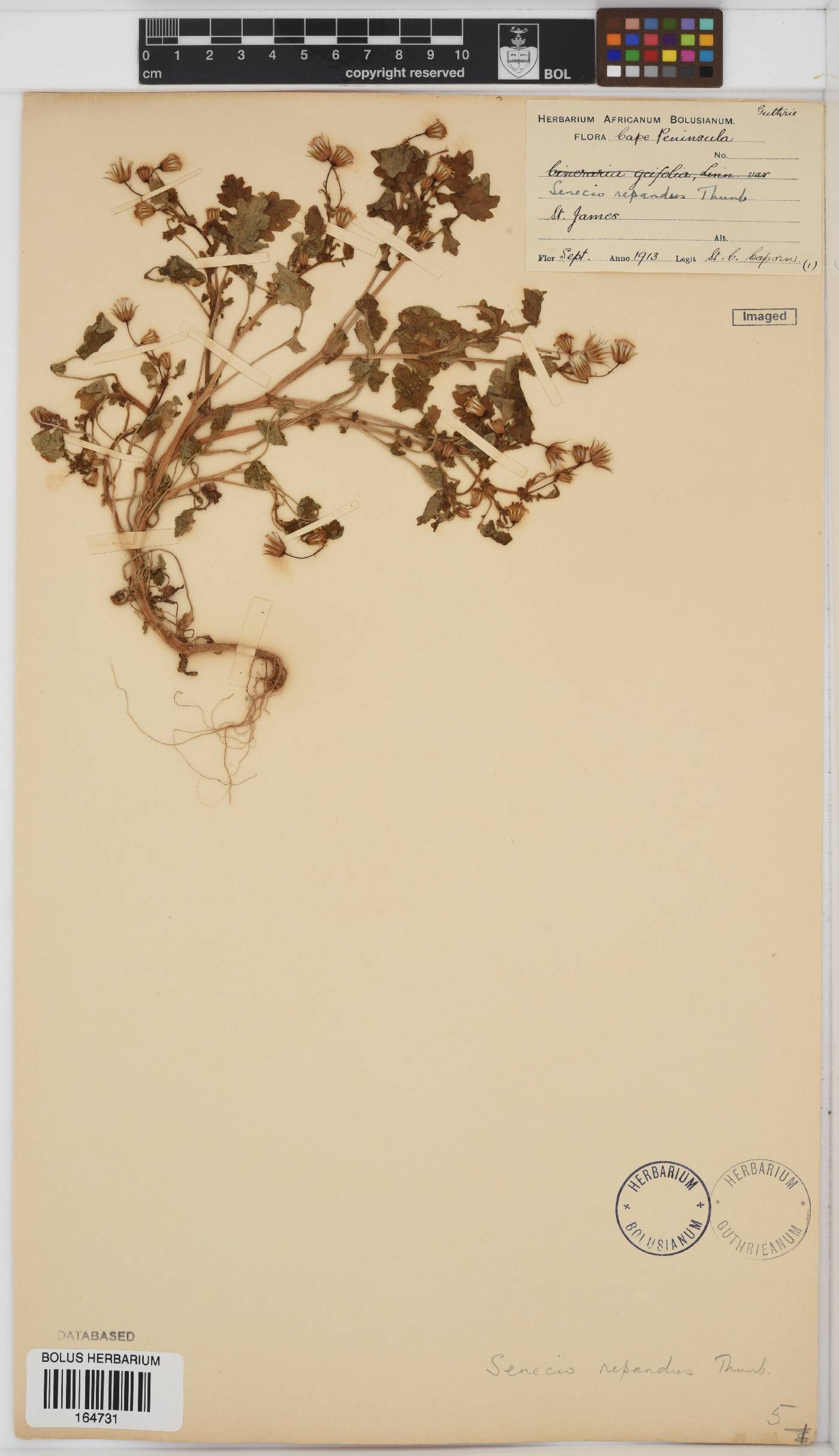 Senecio repandus image