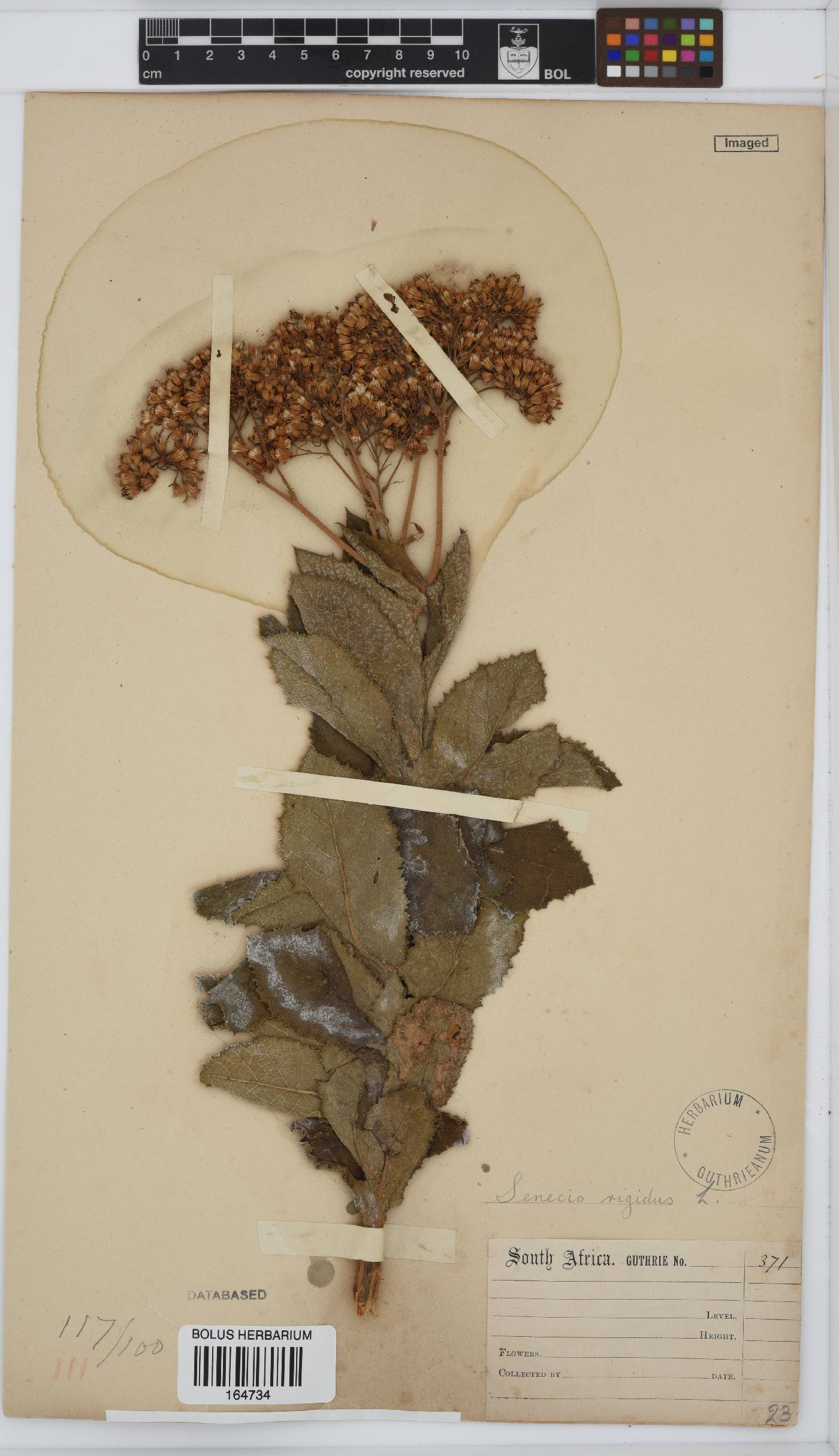 Senecio rigidus image