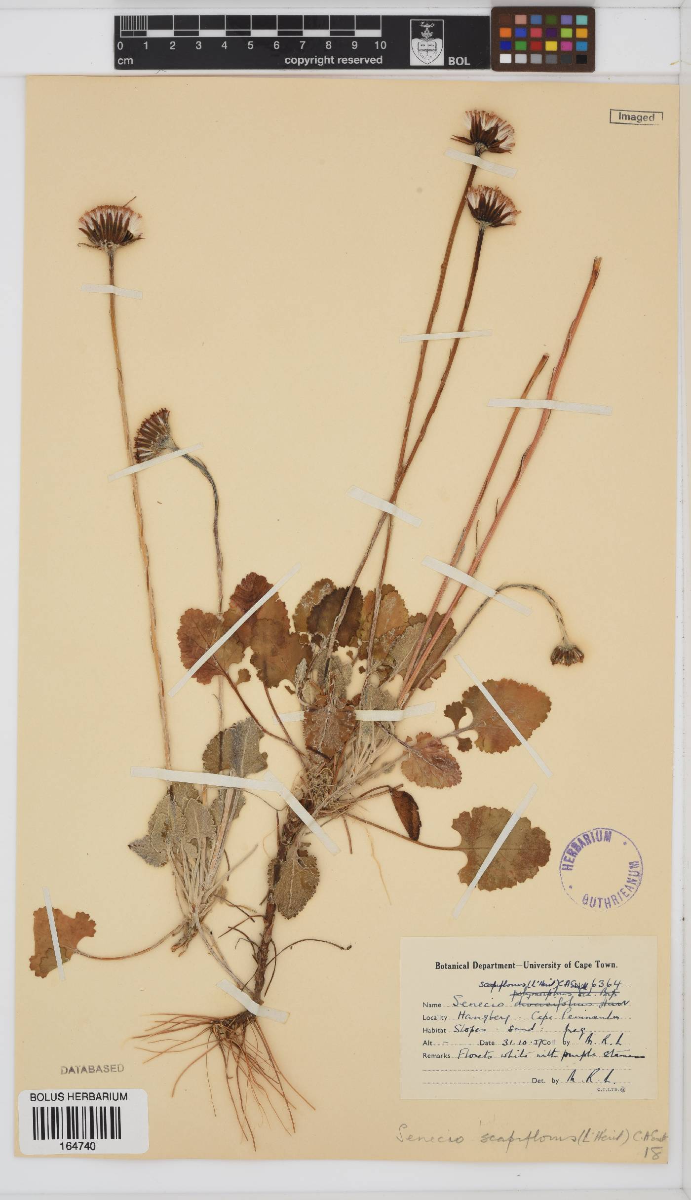 Bolandia elongata image