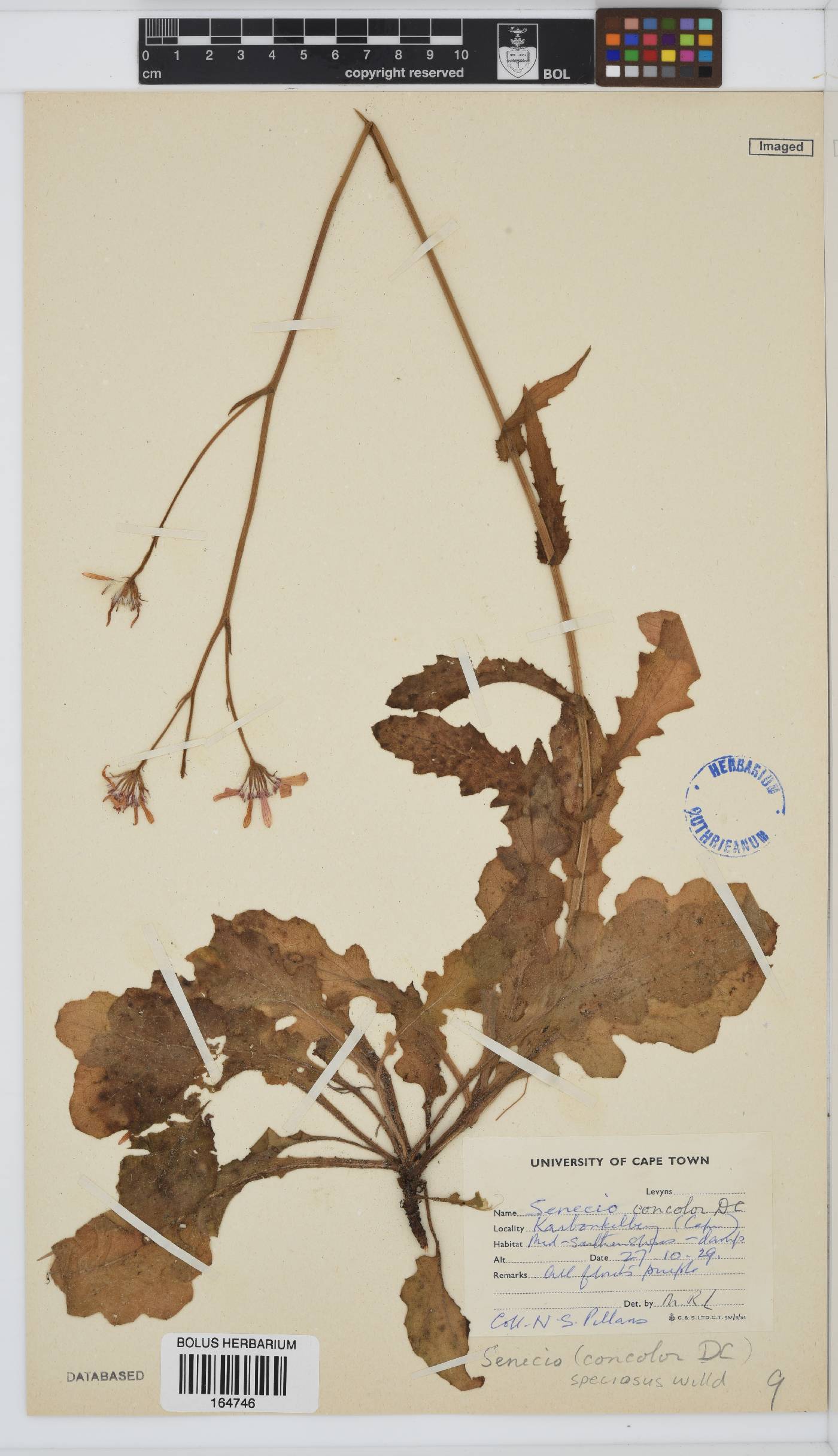 Senecio speciosus image