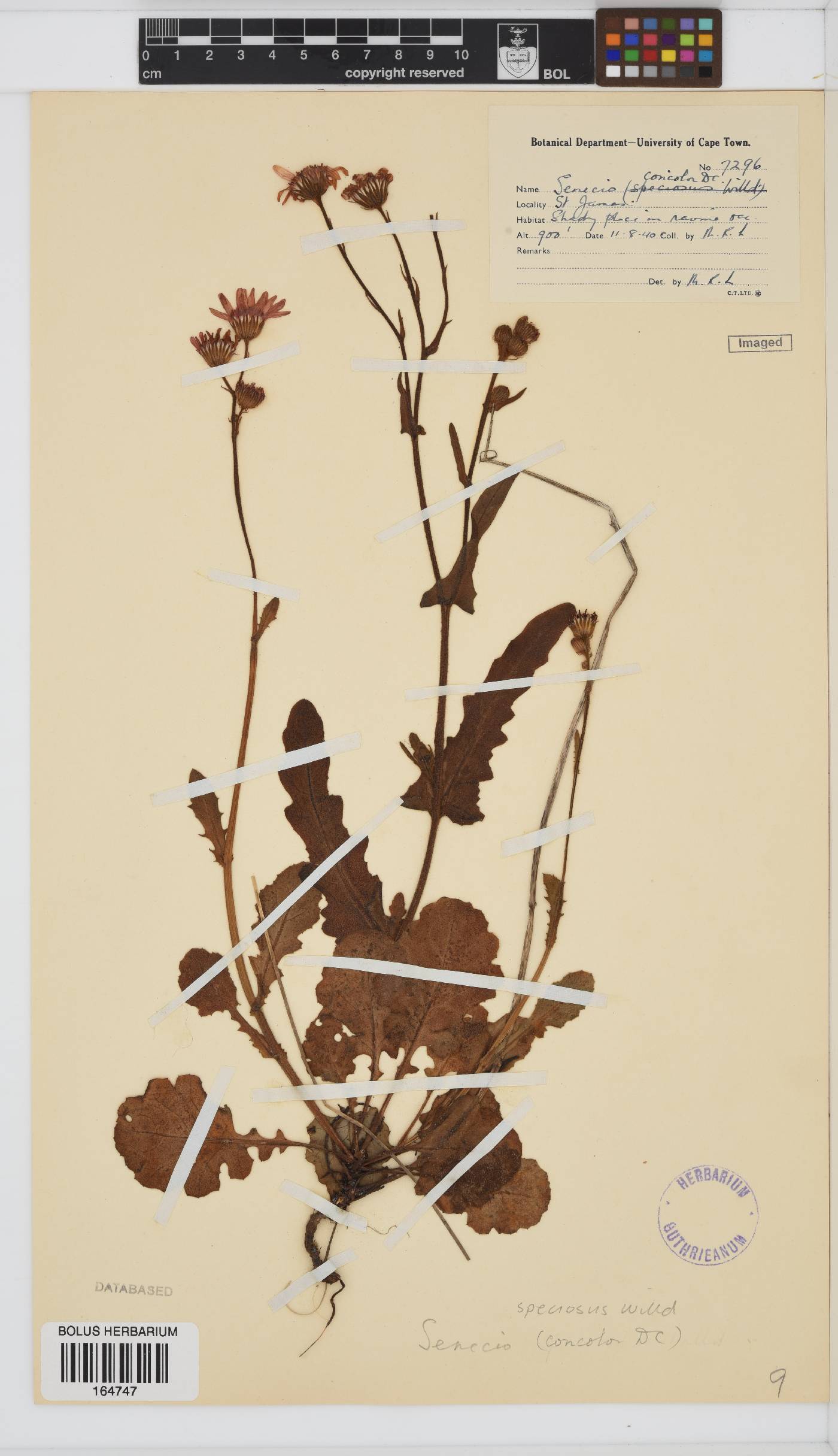 Senecio speciosus image