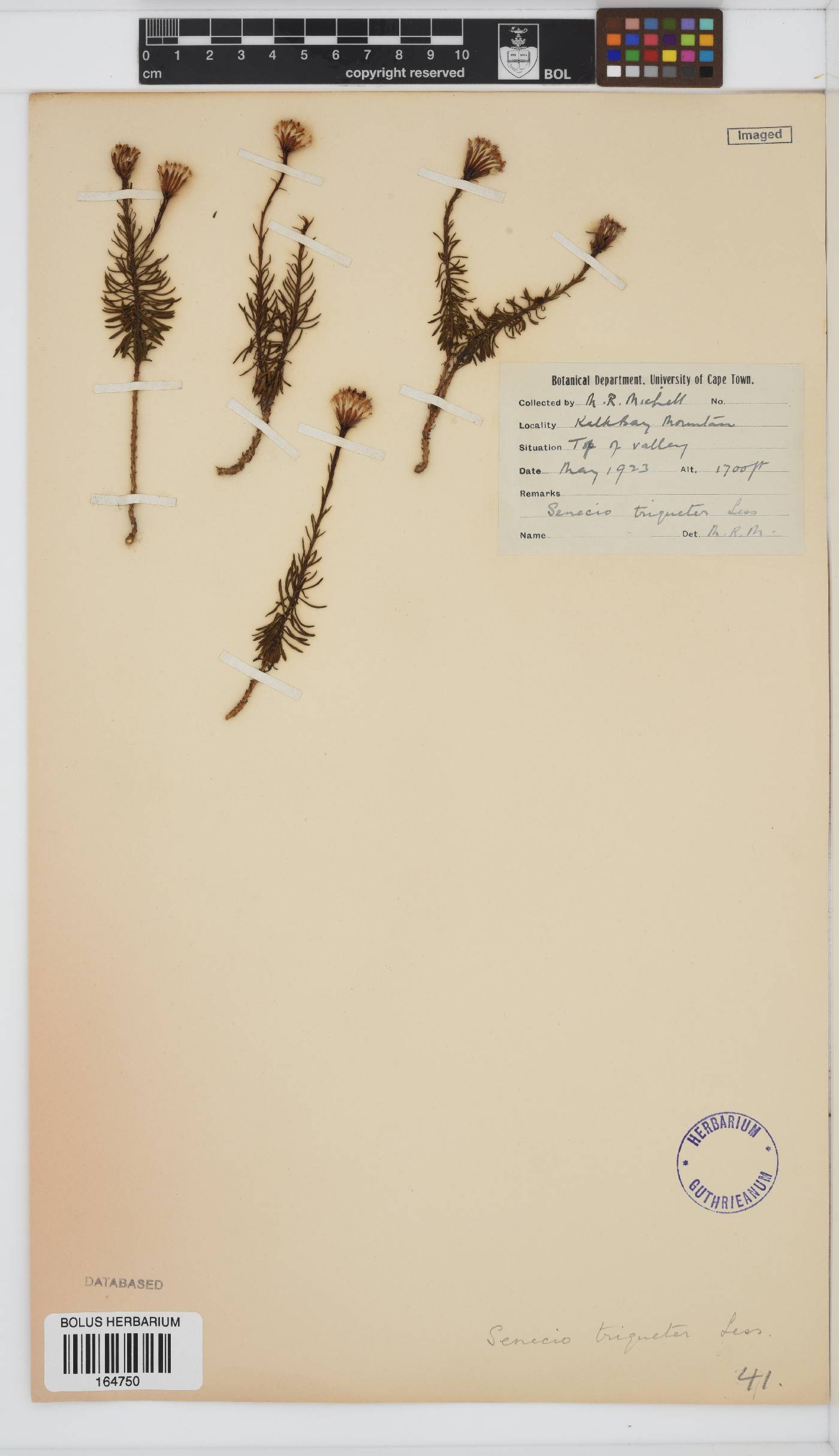 Senecio triqueter image