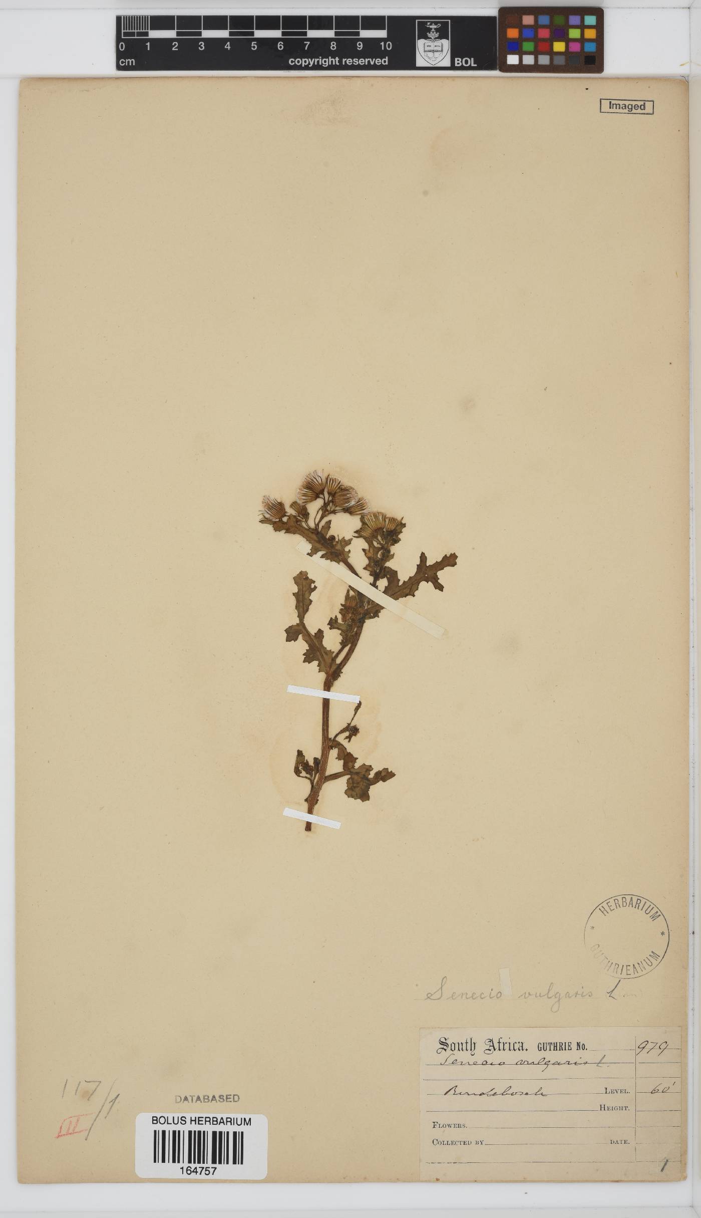 Senecio vulgaris image