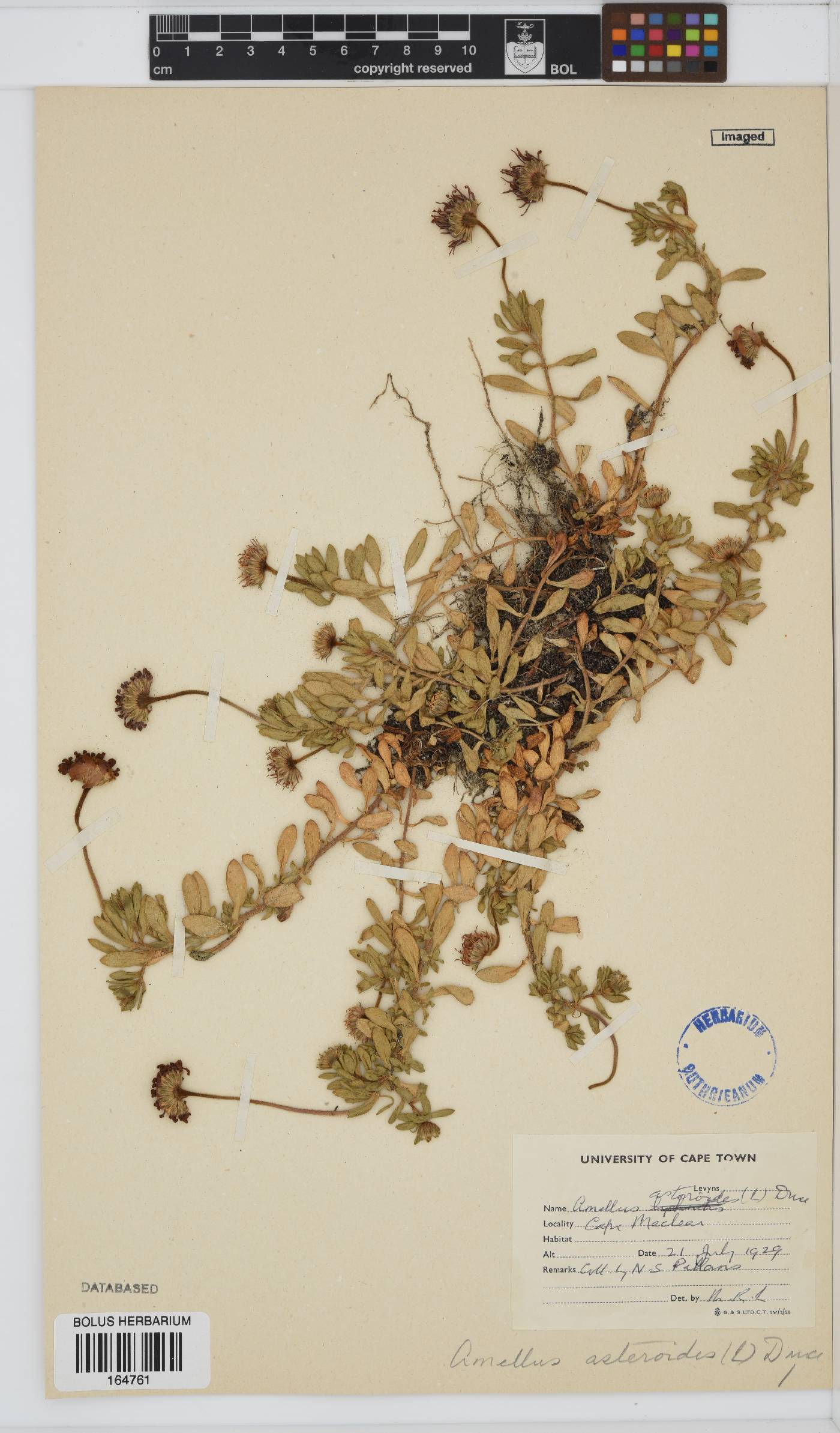 Amellus asteroides subsp. asteroides image