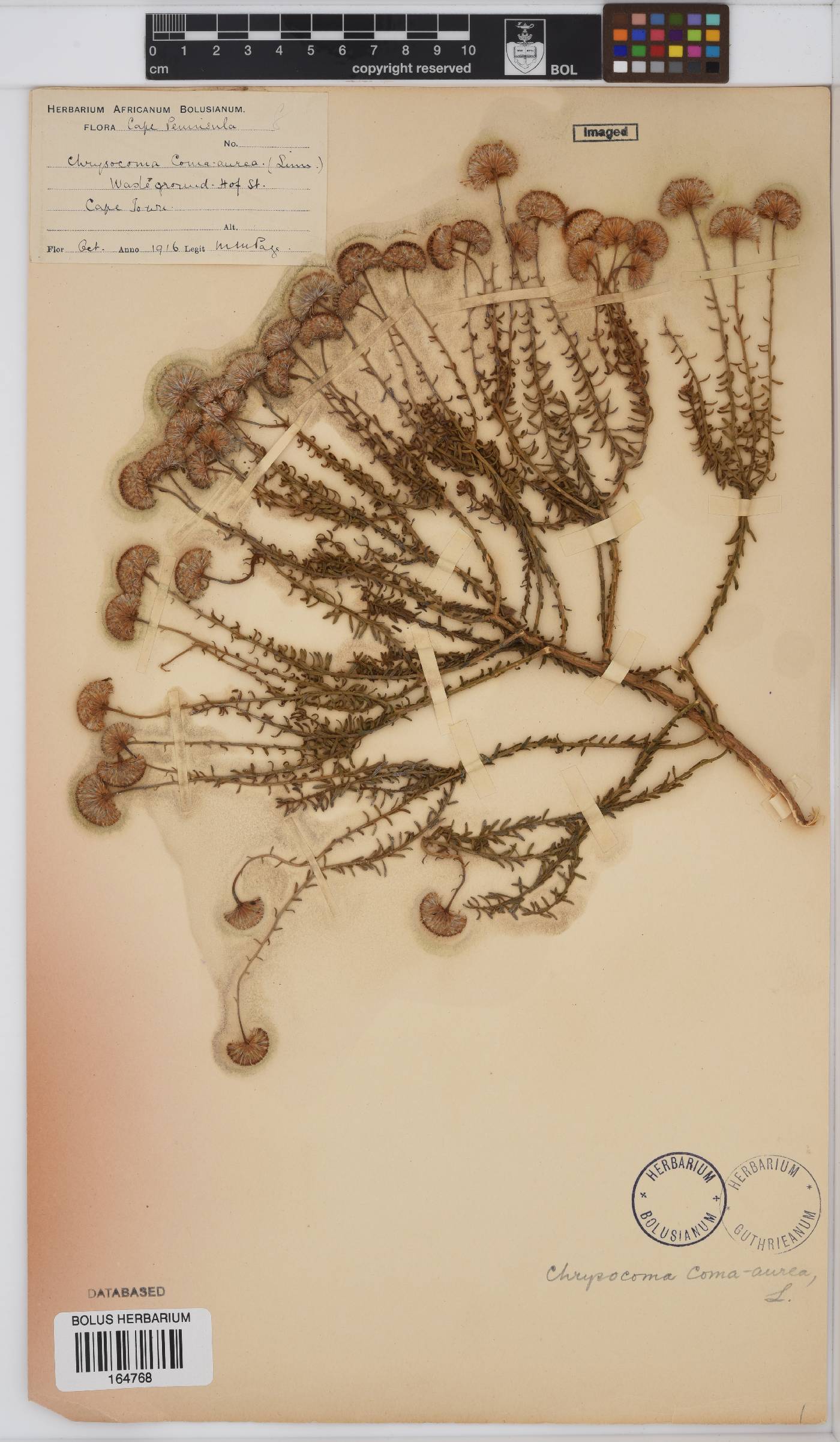 Chrysocoma coma-aurea image