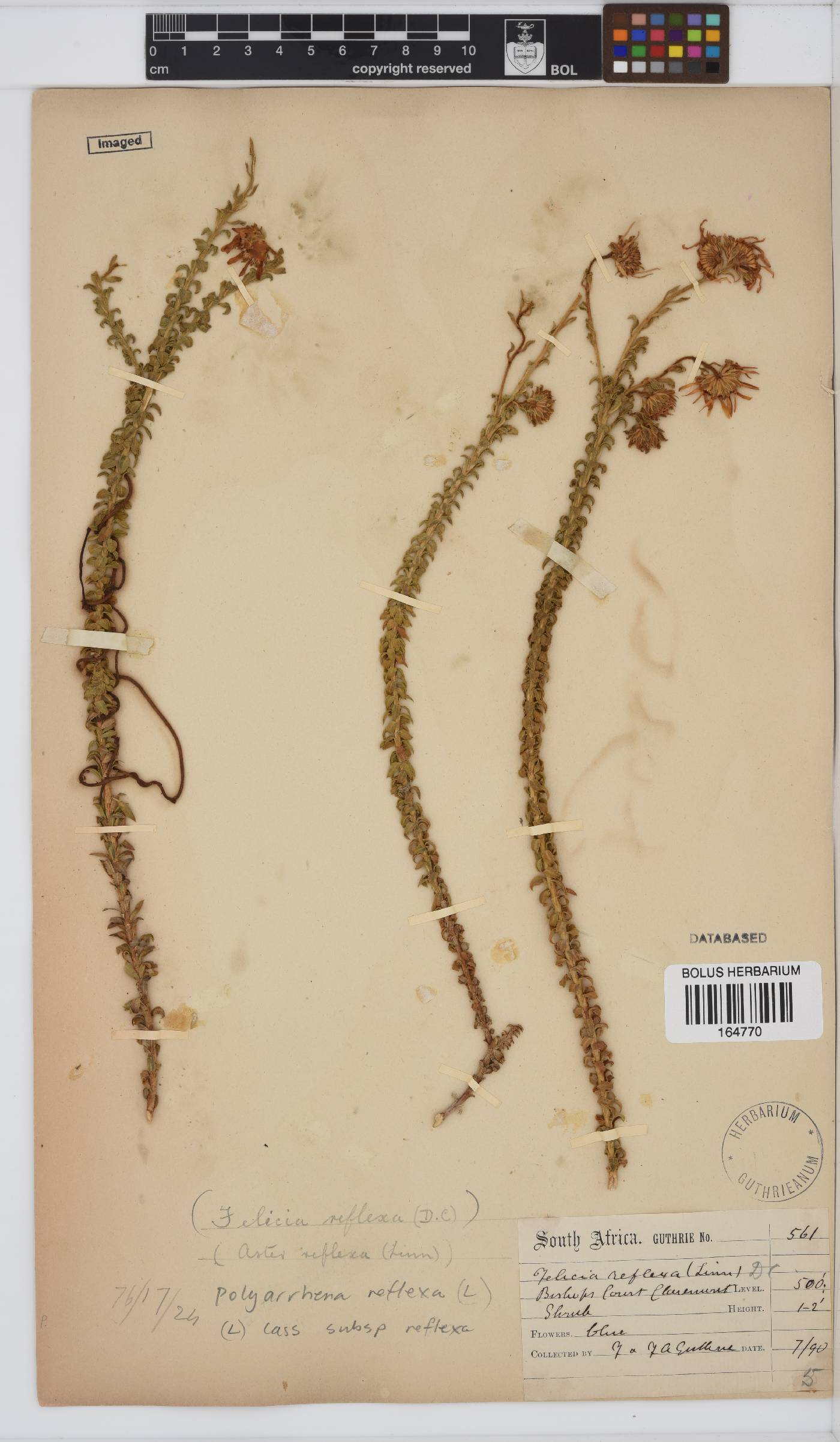 Polyarrhena reflexa subsp. reflexa image