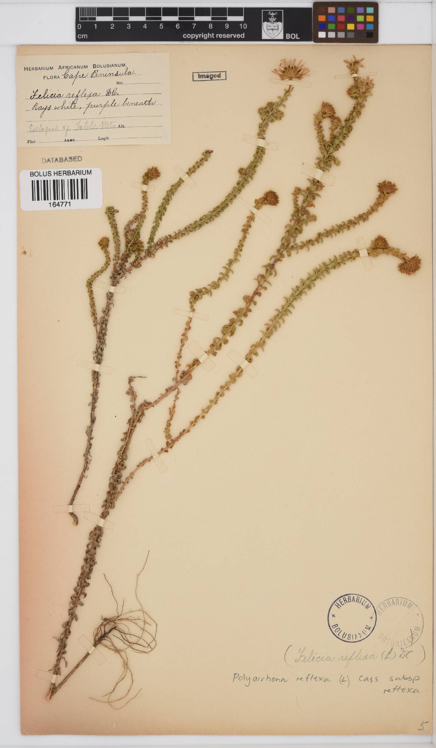 Polyarrhena reflexa image