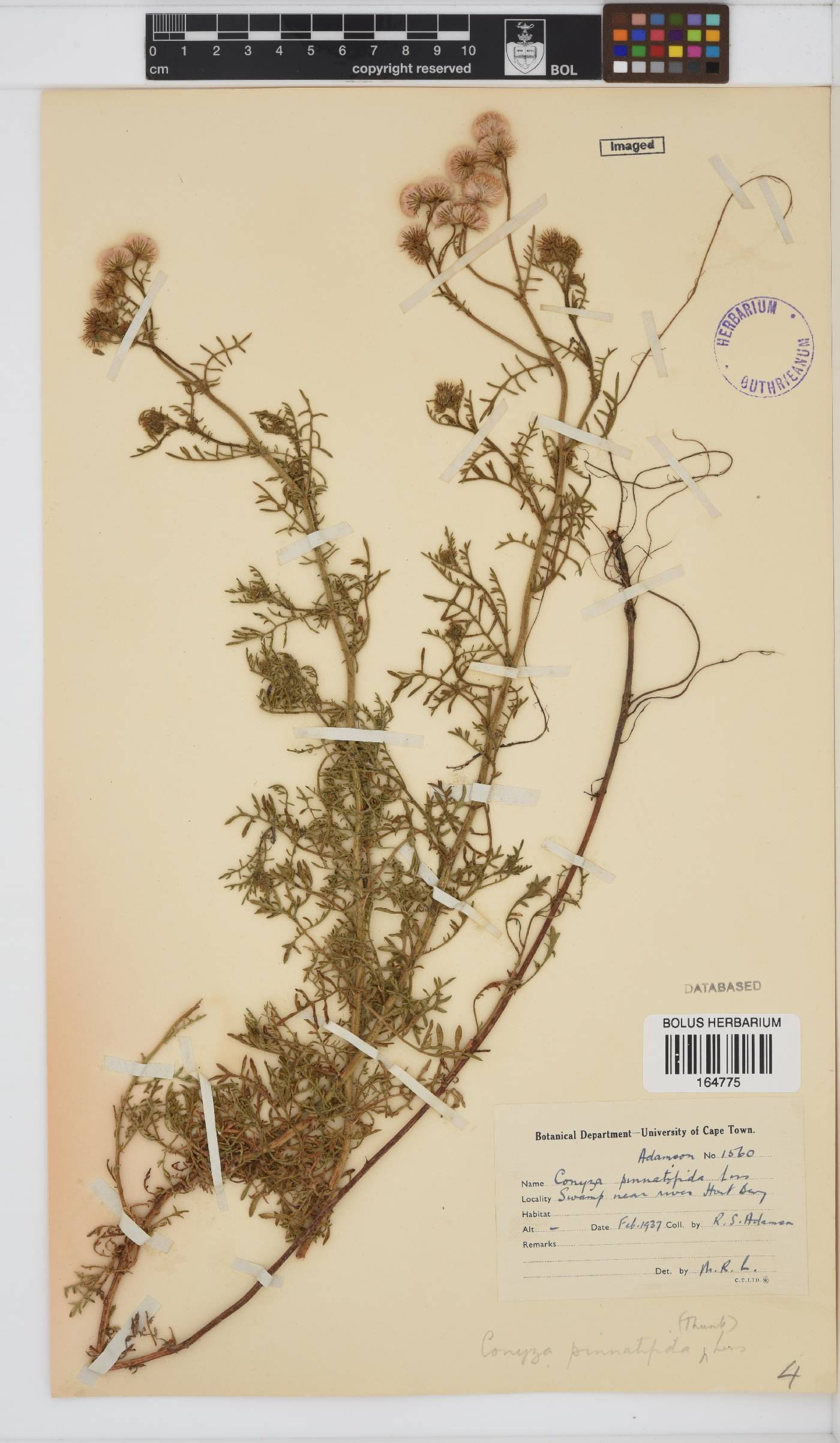 Conyza pinnatifida image