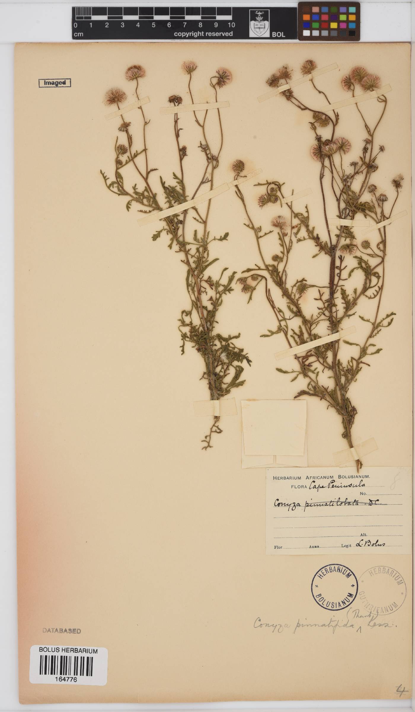 Conyza pinnatifida image