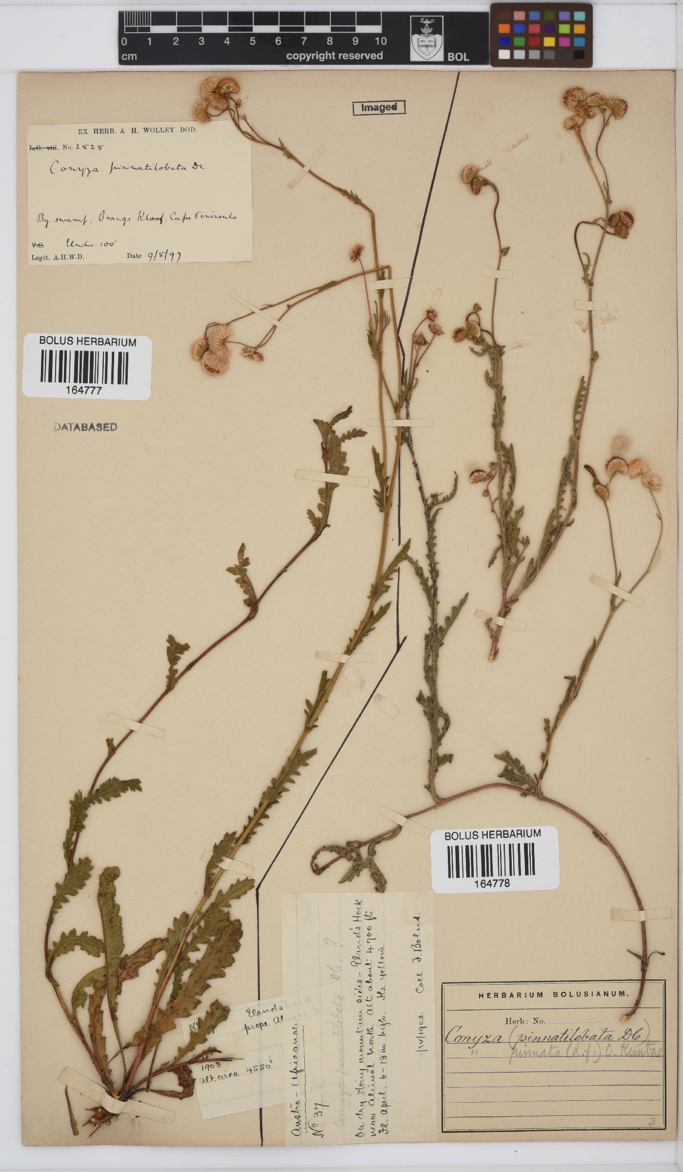 Conyza image