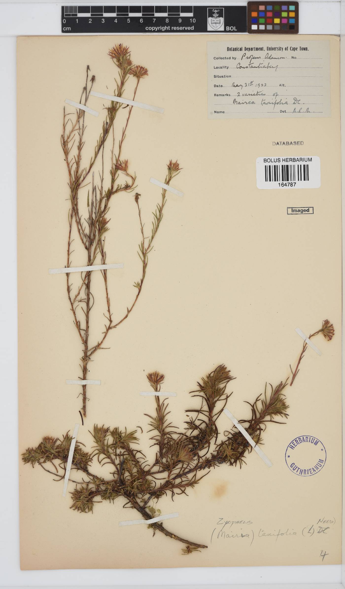 Zyrphelis taxifolia image