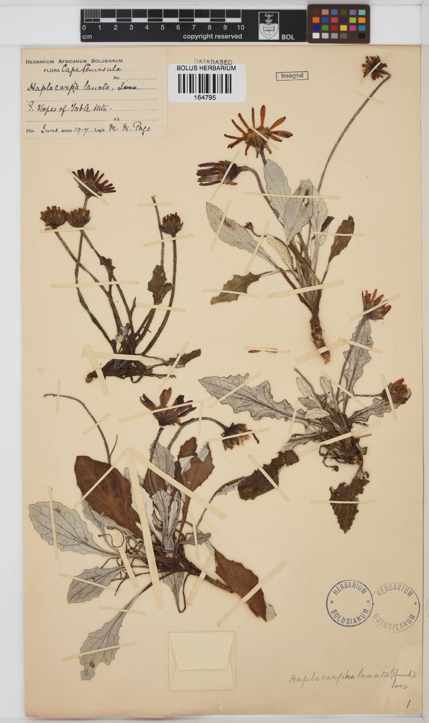 Haplocarpha lanata image