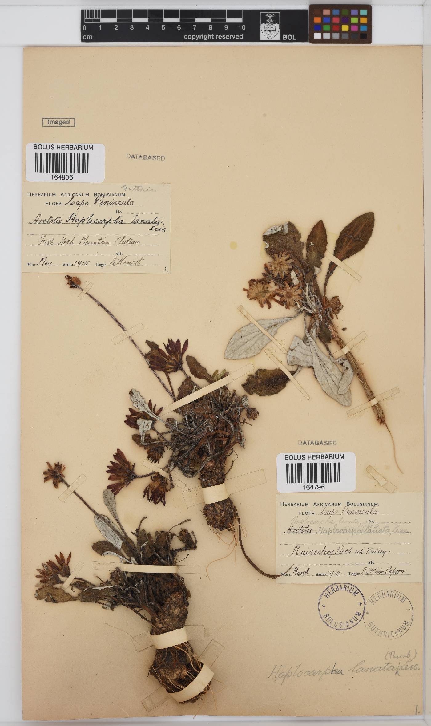 Haplocarpha lanata image