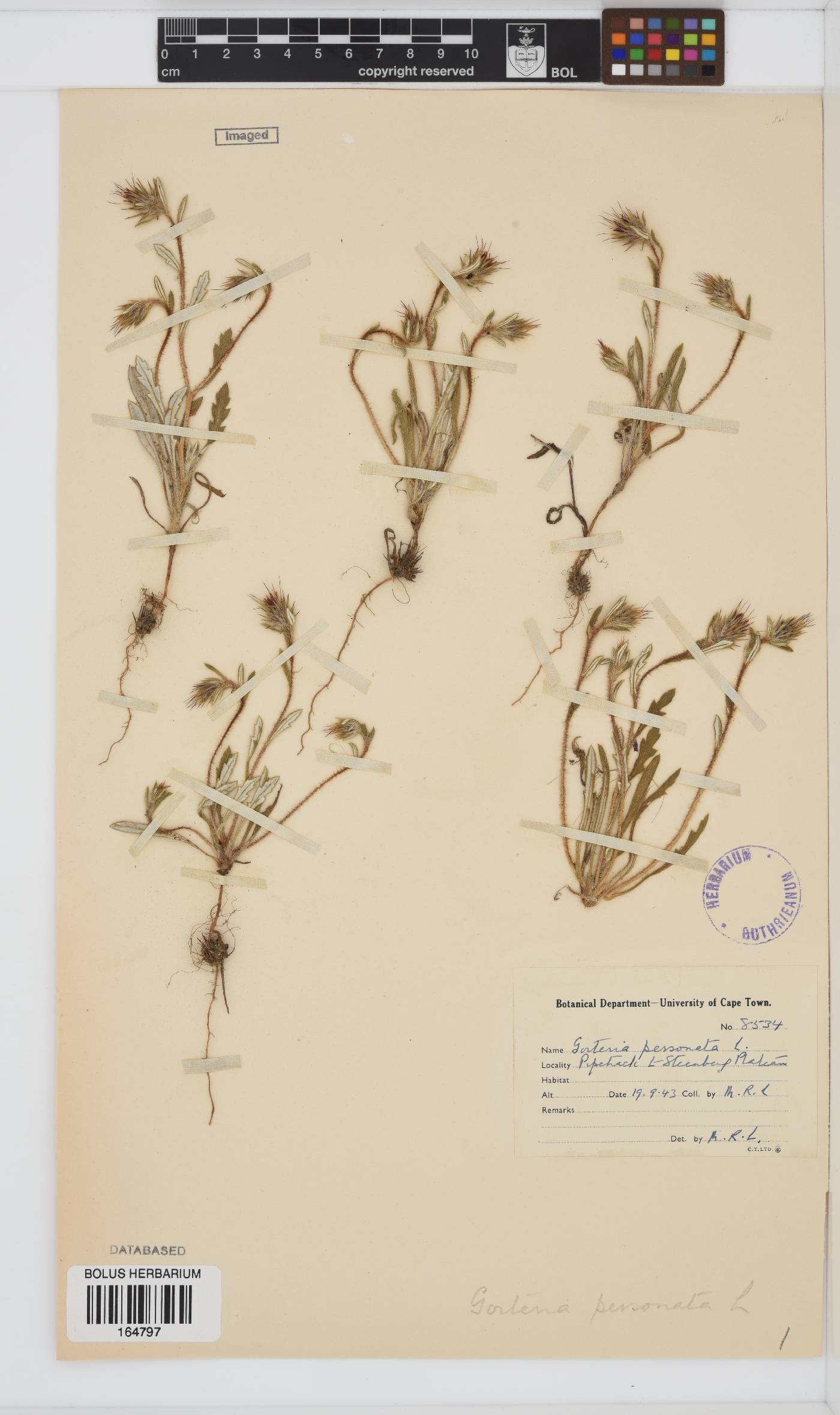 Gorteria personata image