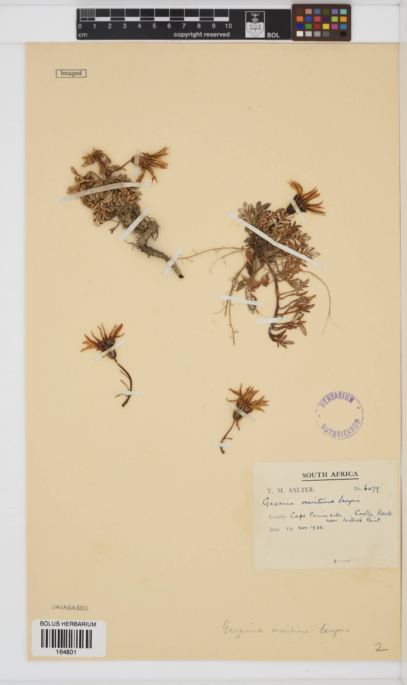Gazania maritima image