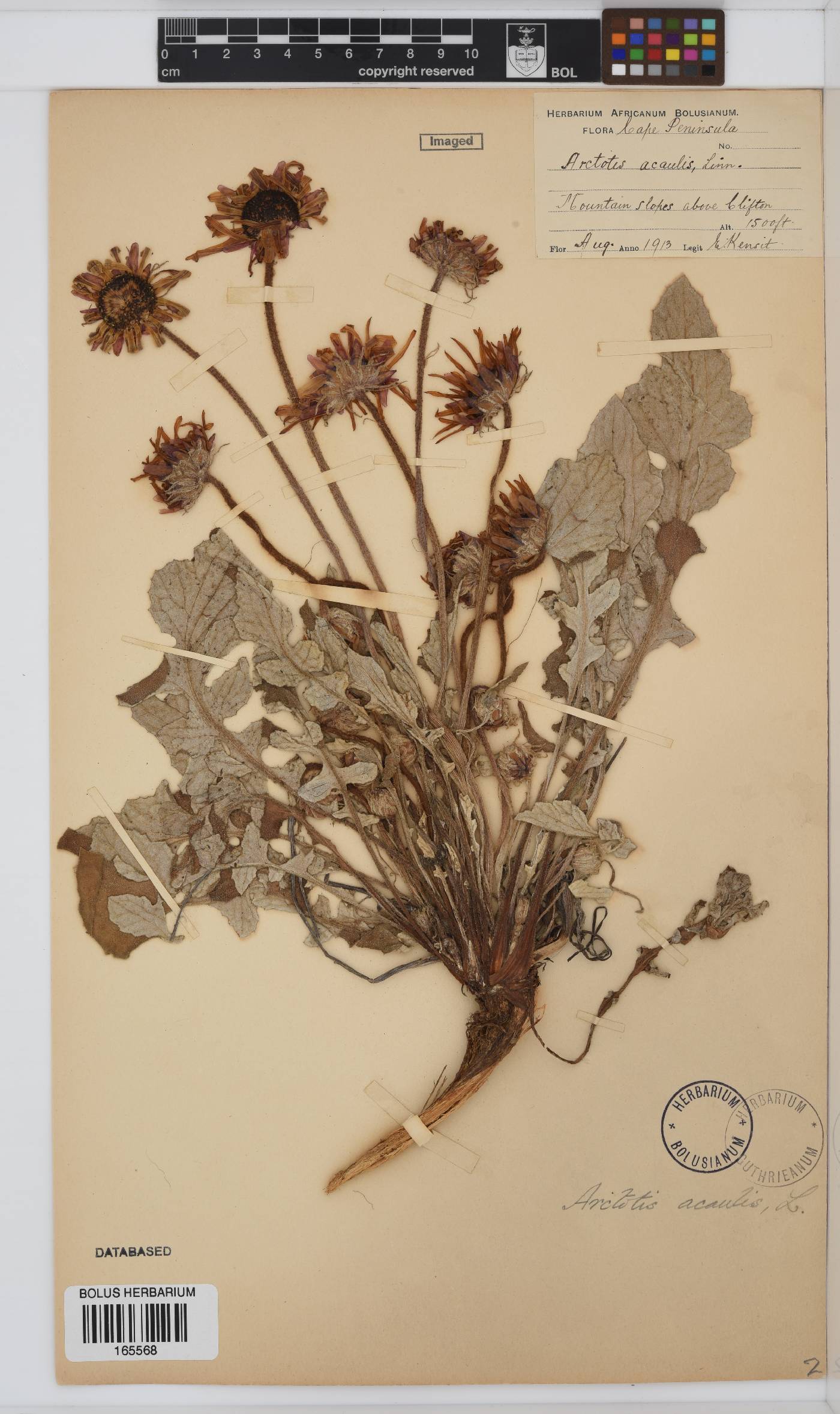 Arctotis acaulis image