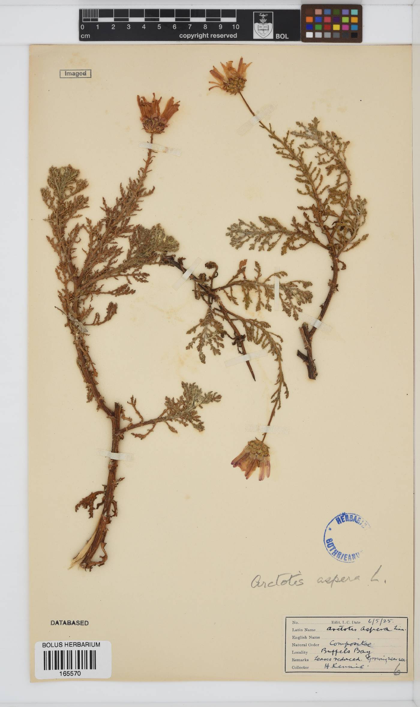 Arctotis aspera image