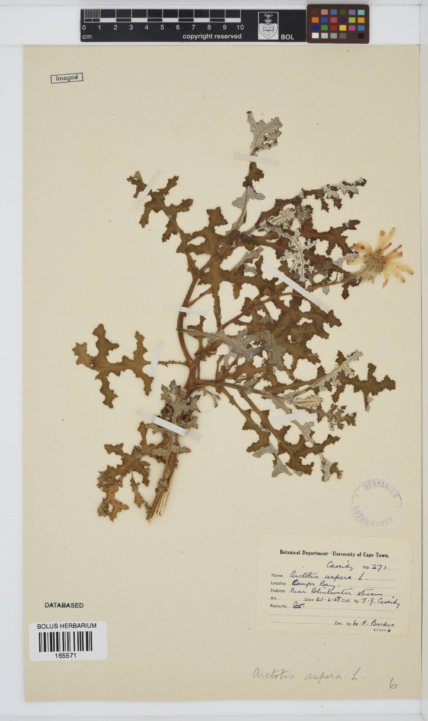 Arctotis aspera image