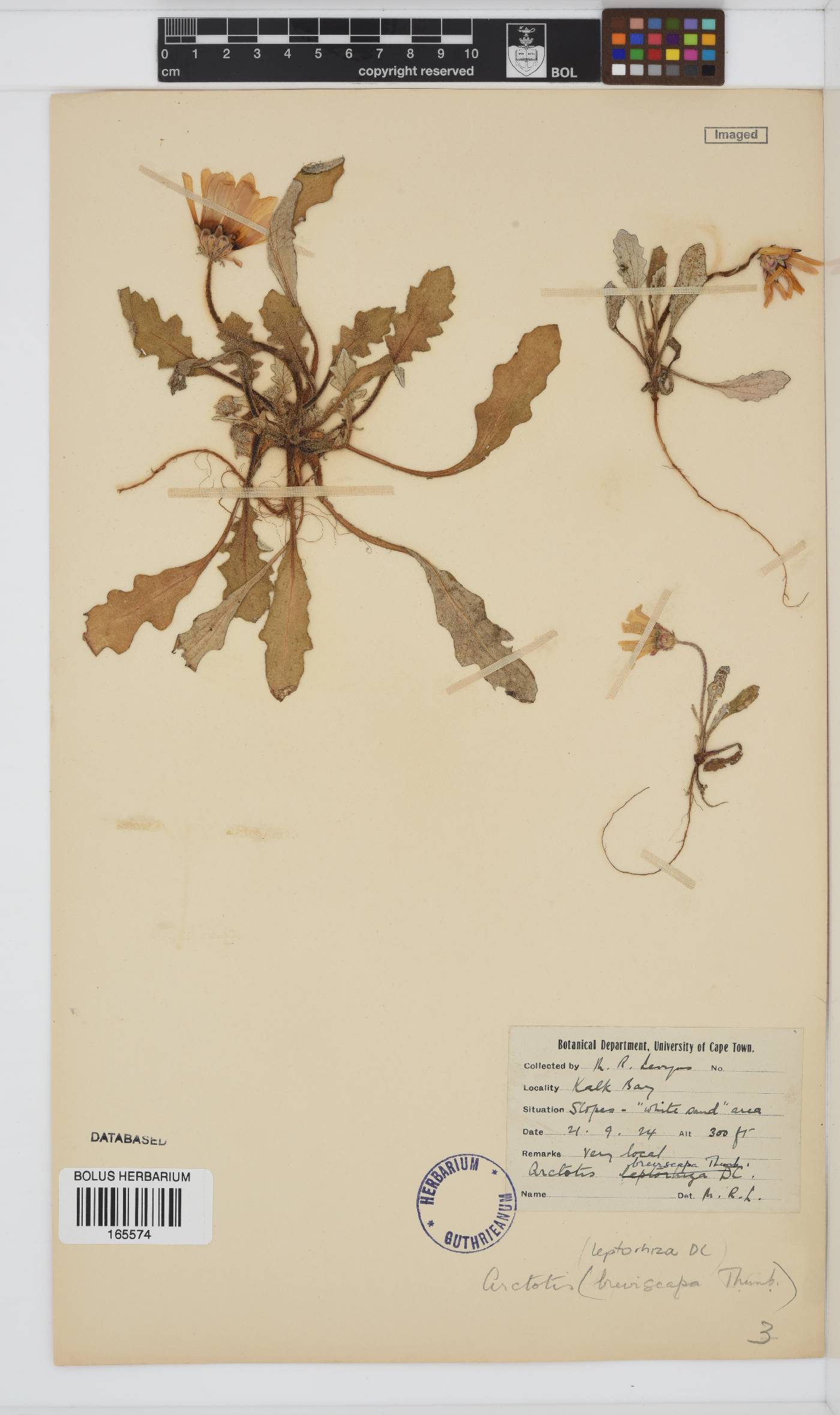 Arctotis breviscapa image
