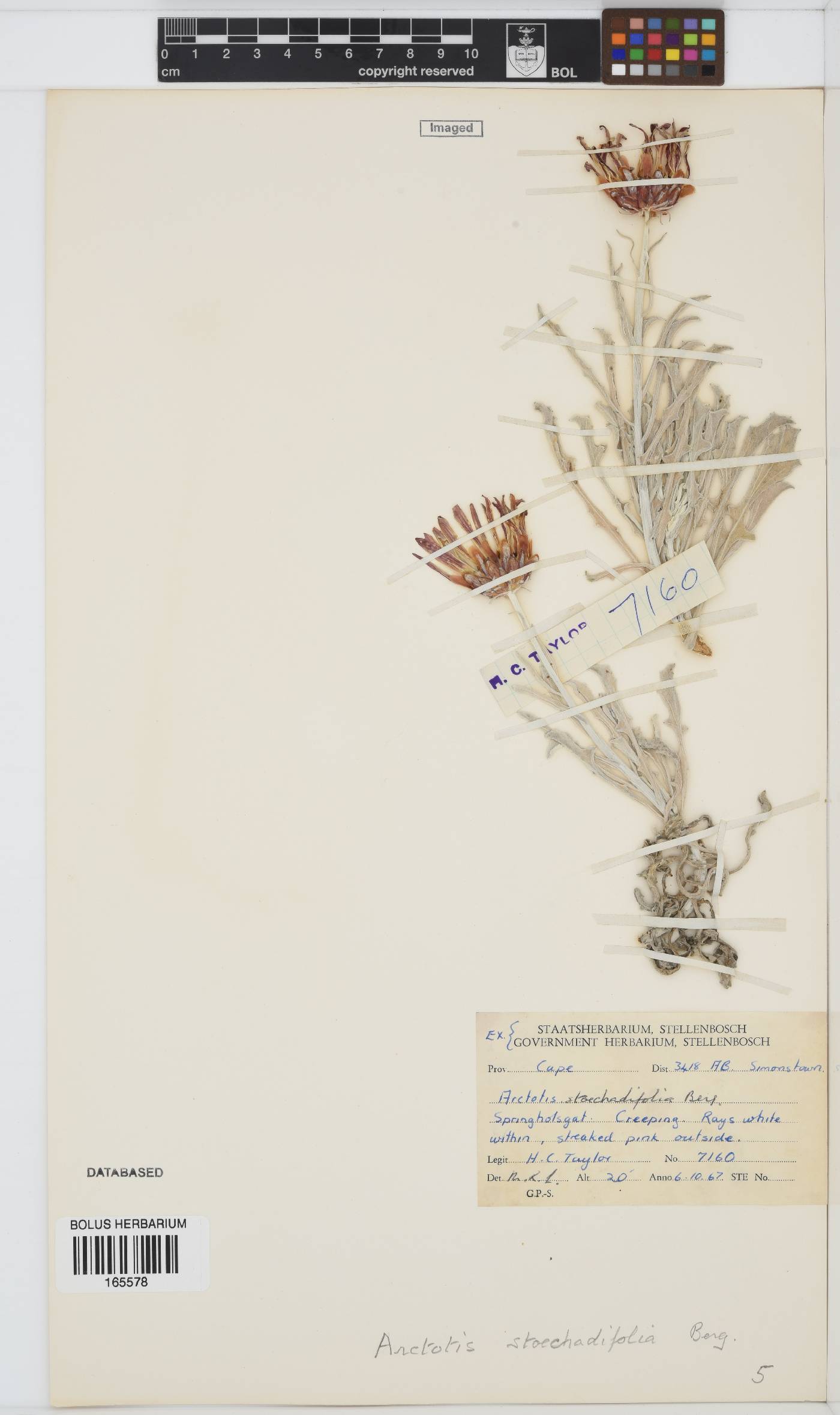 Arctotis stoechadifolia image