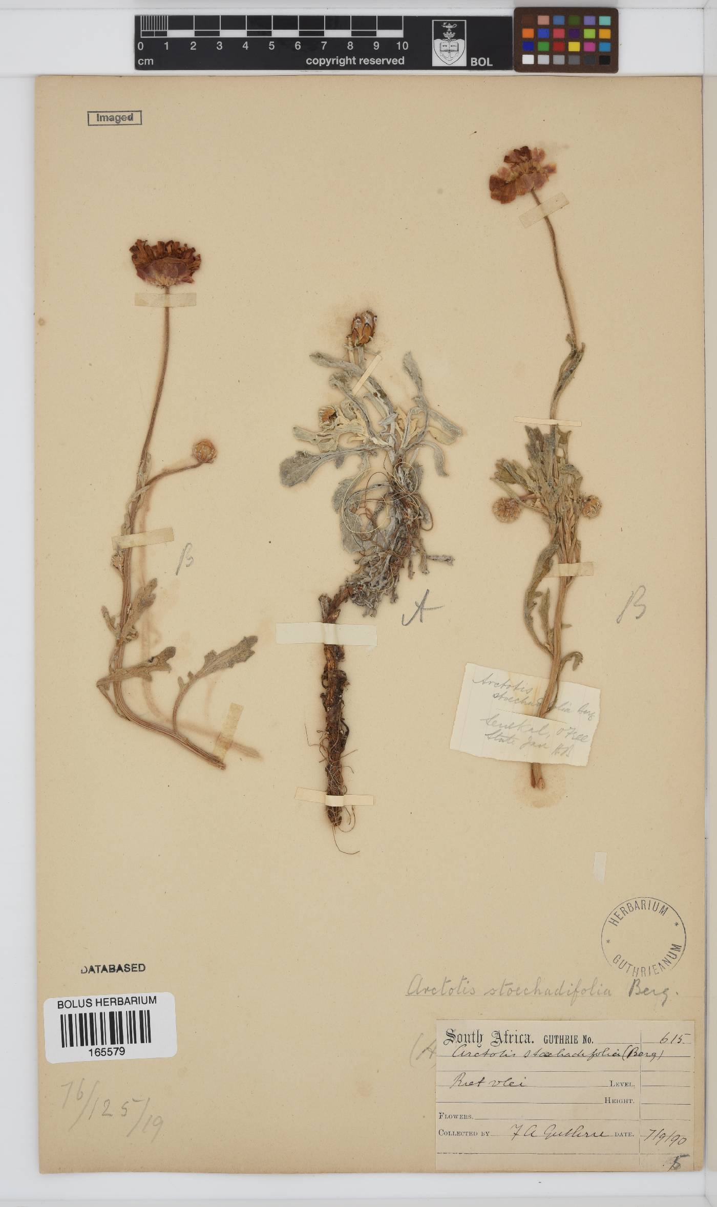 Arctotis stoechadifolia image