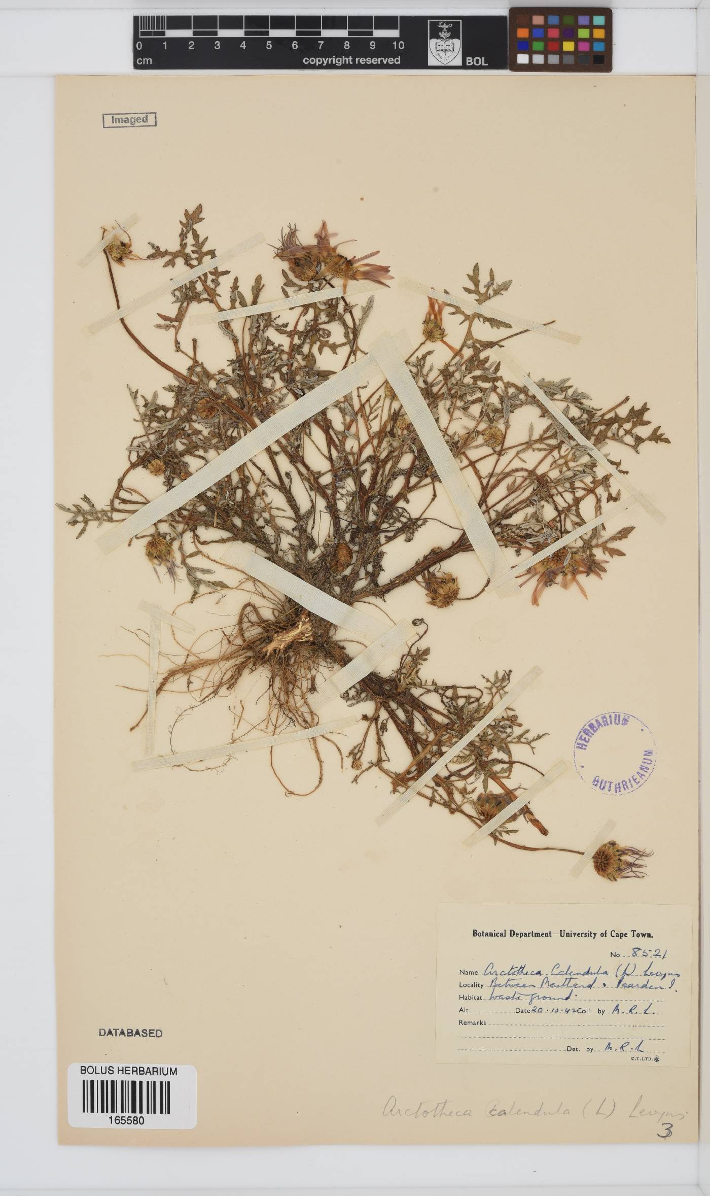 Arctotheca calendula image