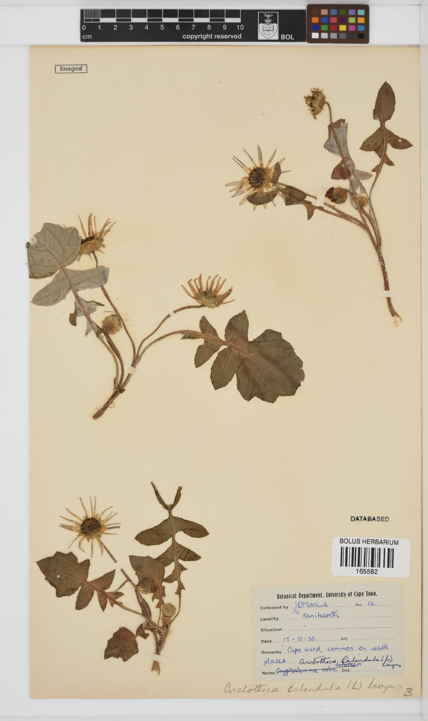 Arctotheca calendula image