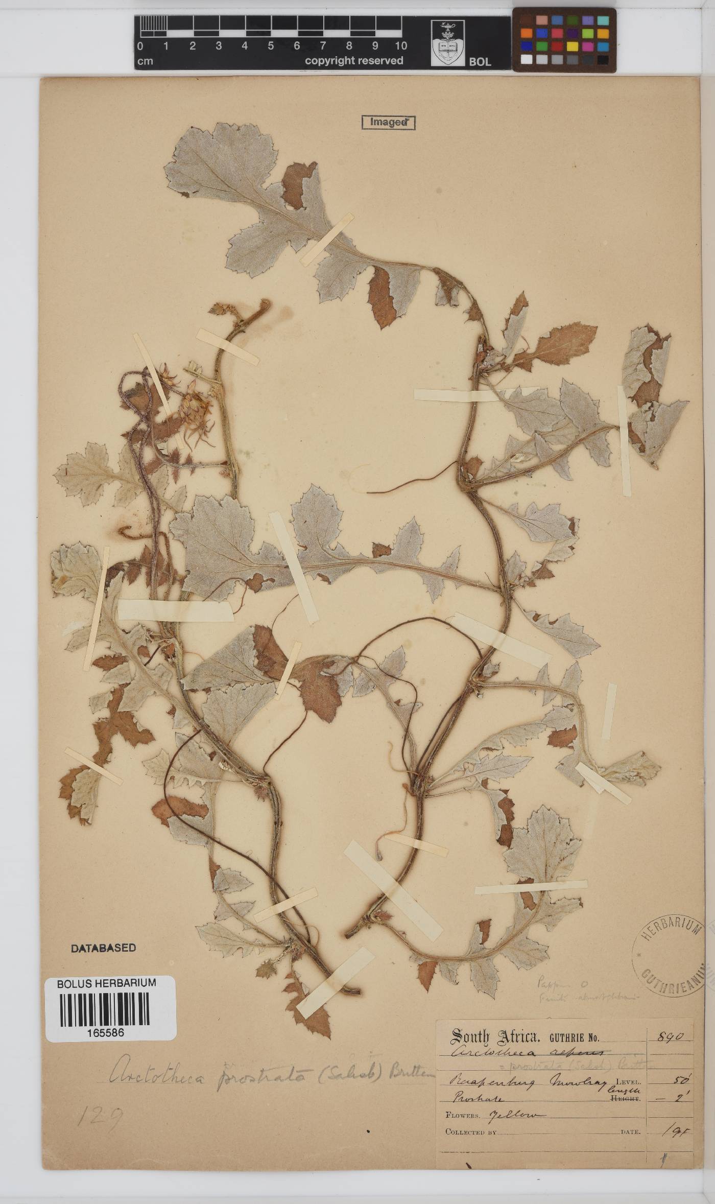 Arctotheca prostrata image