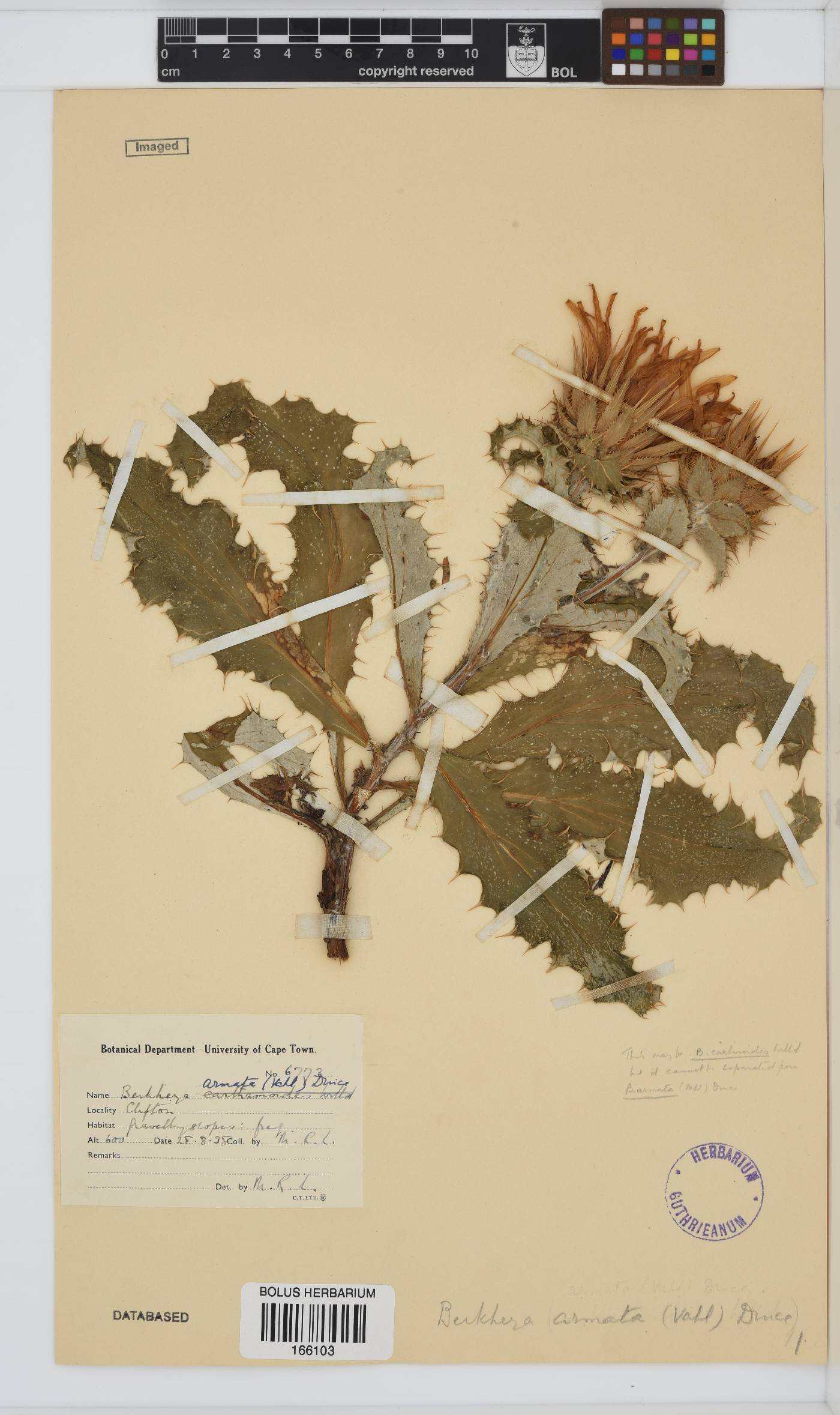 Berkheya armata image