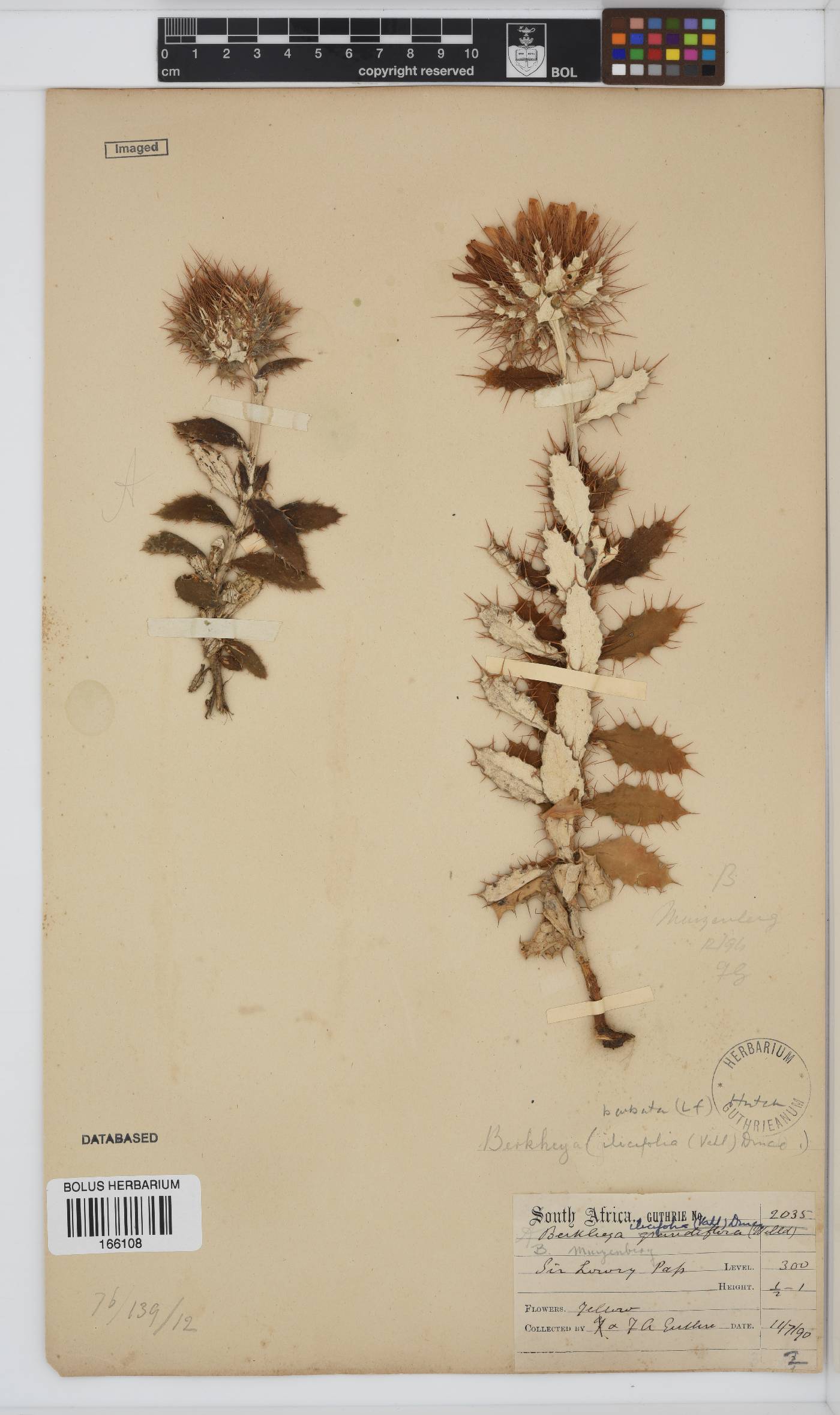 Berkheya barbata image