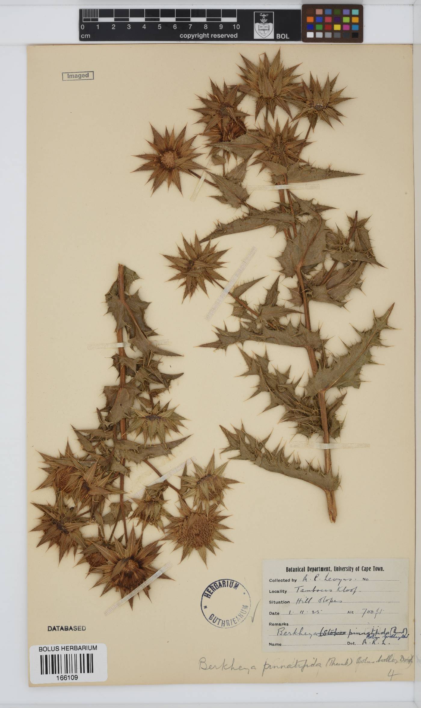 Berkheya pinnatifida subsp. pinnatifida image
