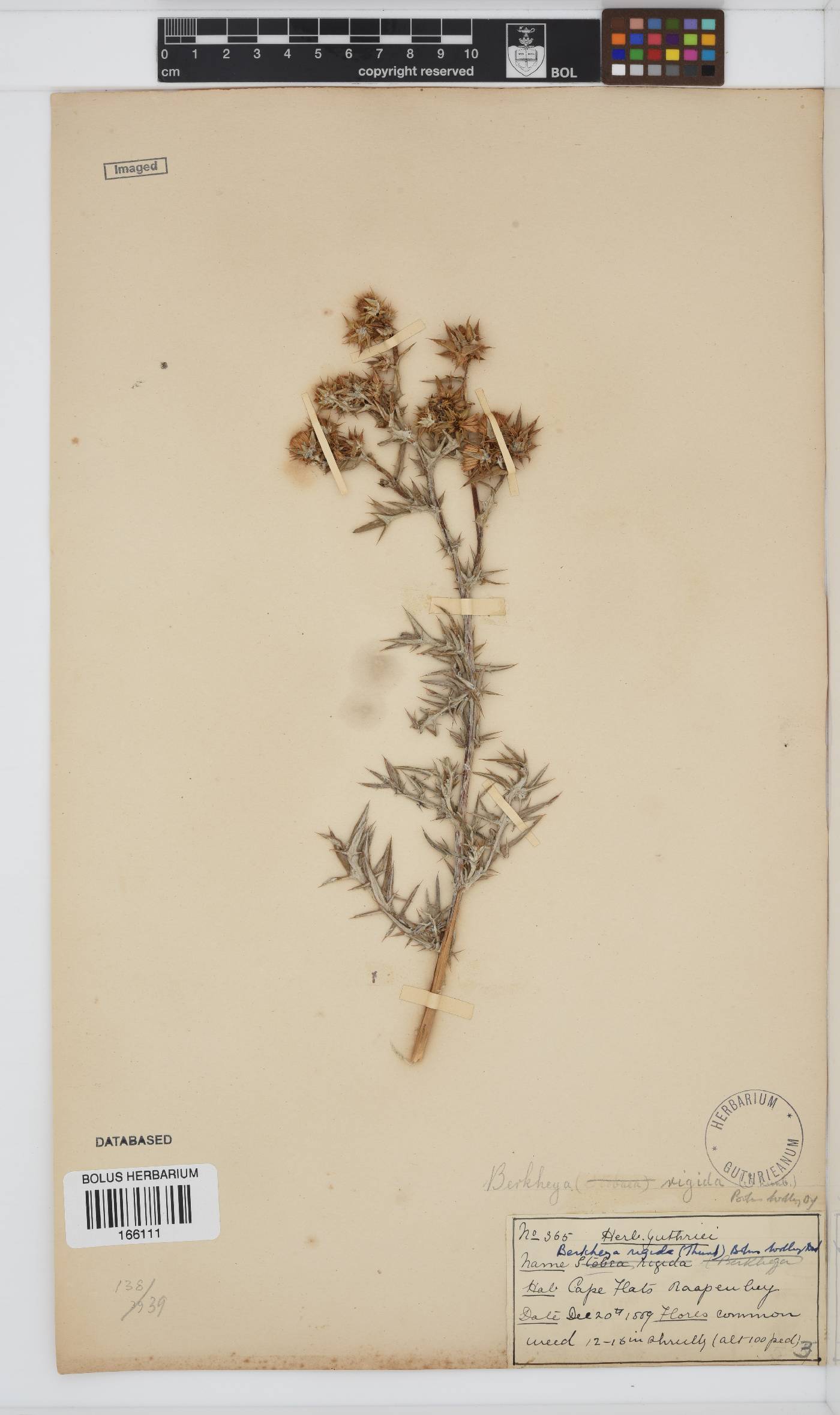 Berkheya rigida image