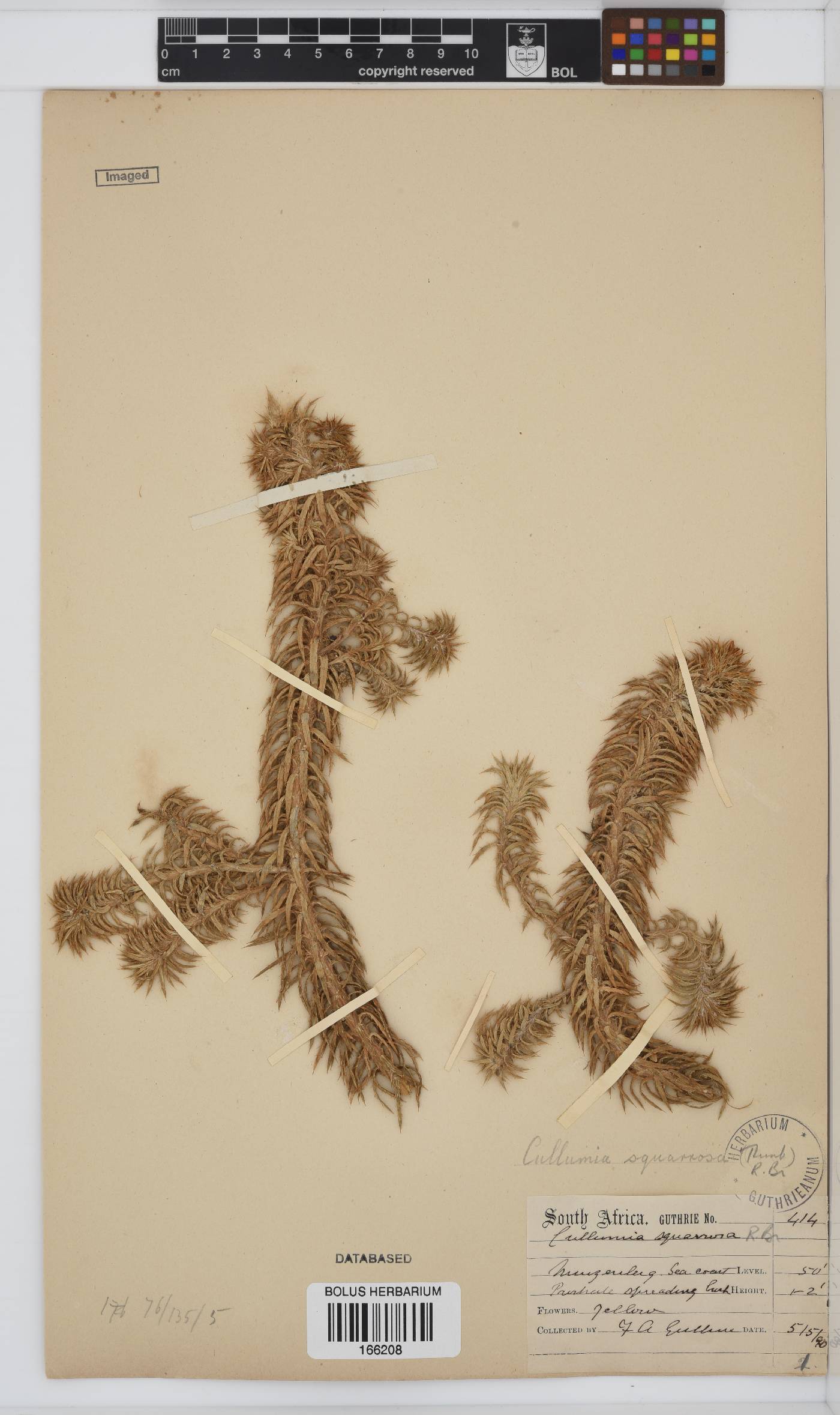 Cullumia squarrosa image