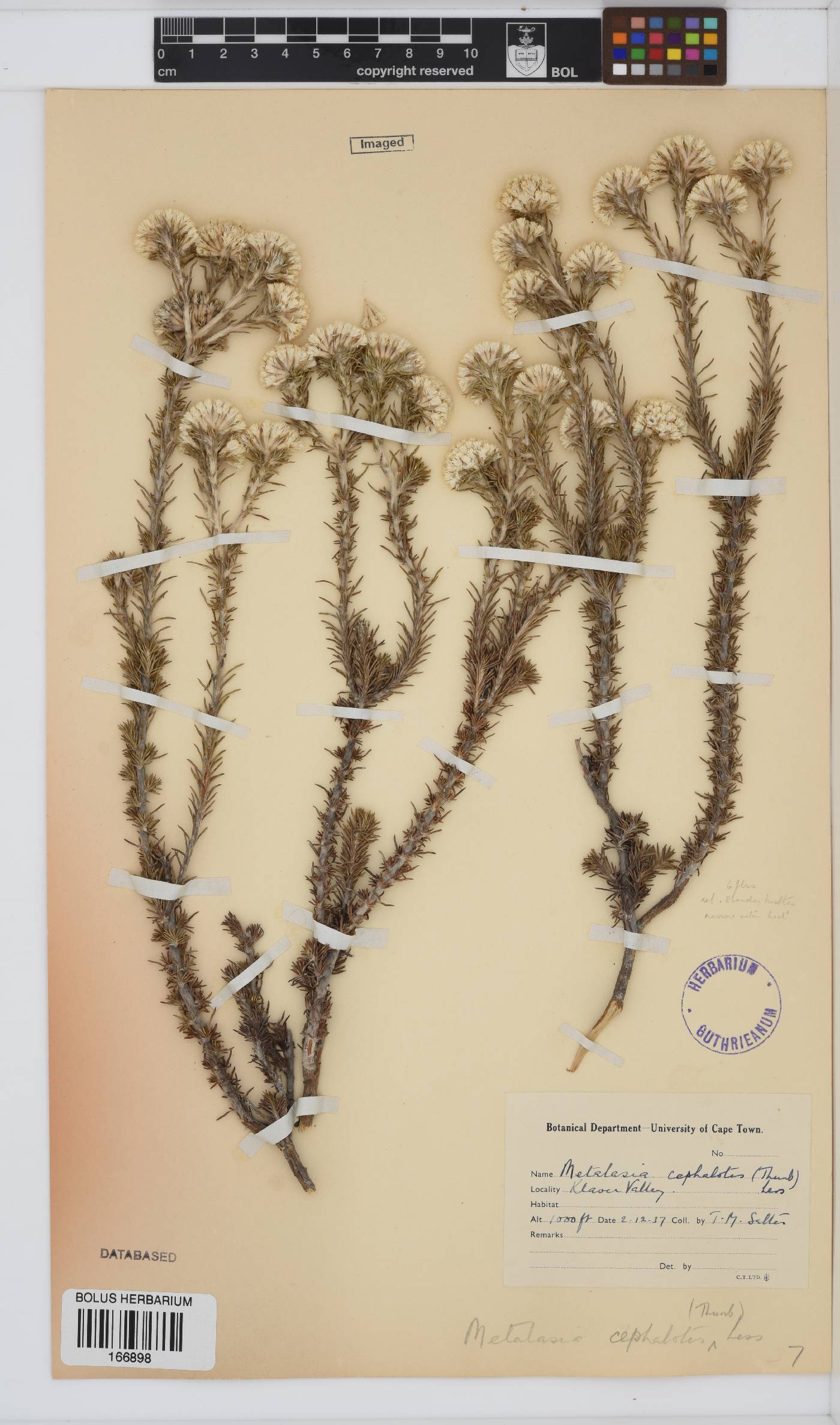 Metalasia cephalotes image
