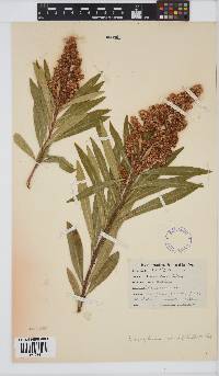 Brachylaena neriifolia image