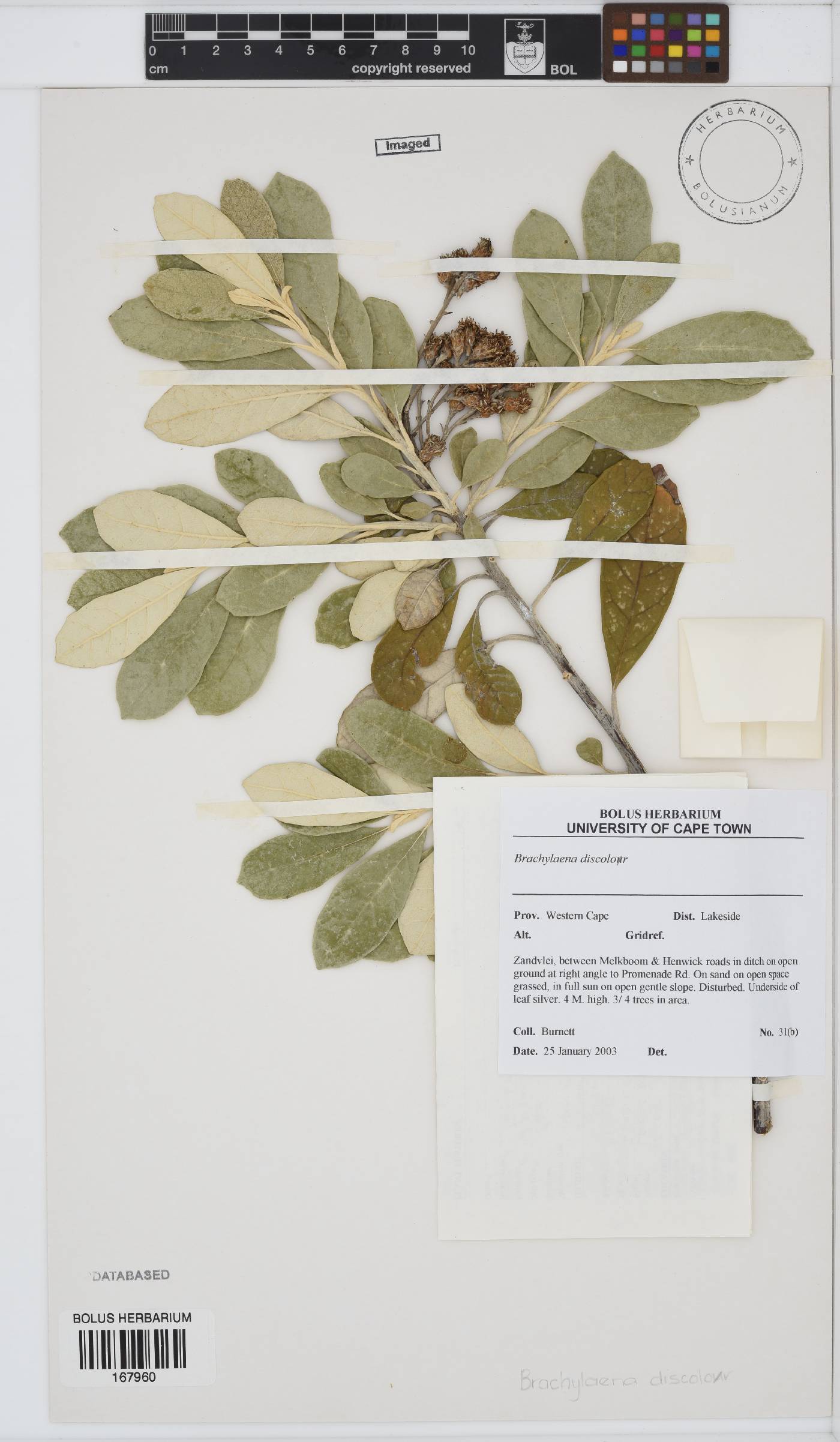 Brachylaena discolor image