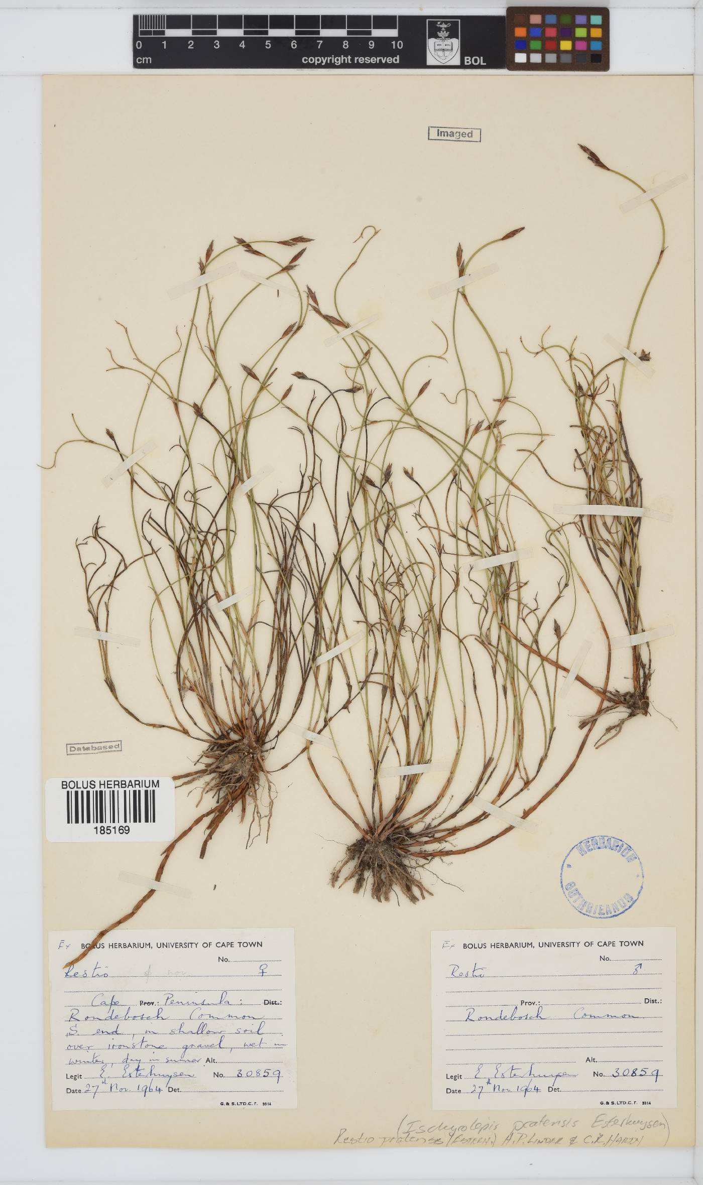 Ischyrolepis pratensis image