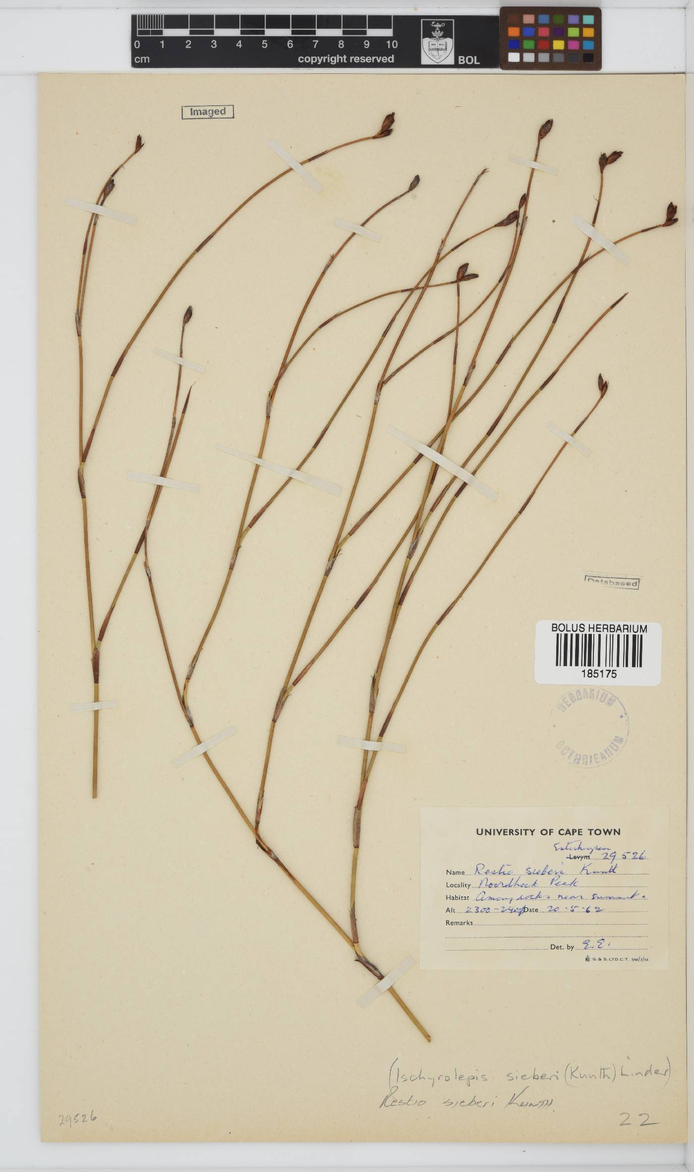 Restionaceae image